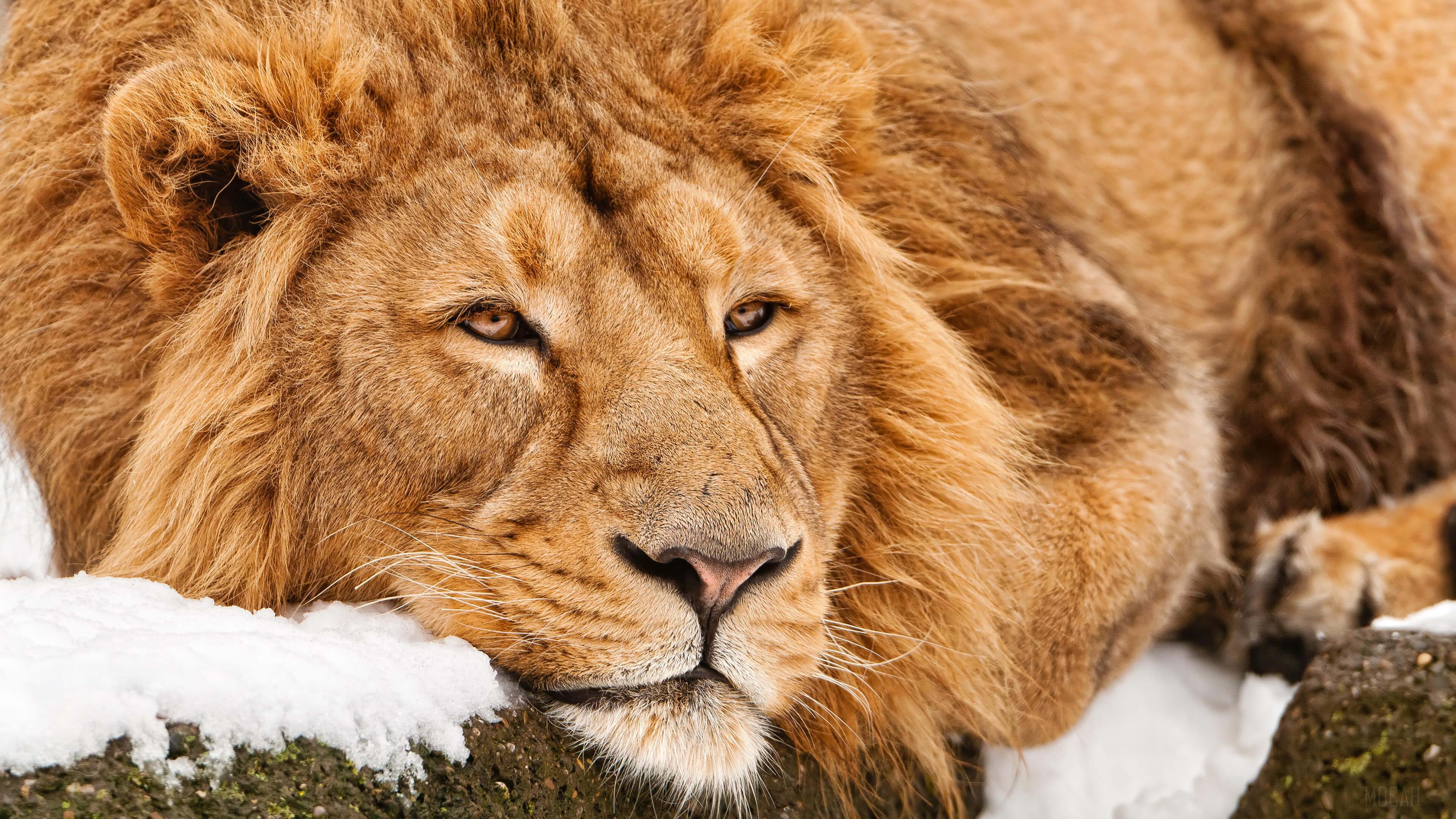 4K Lion in Snow HD Wallpaper