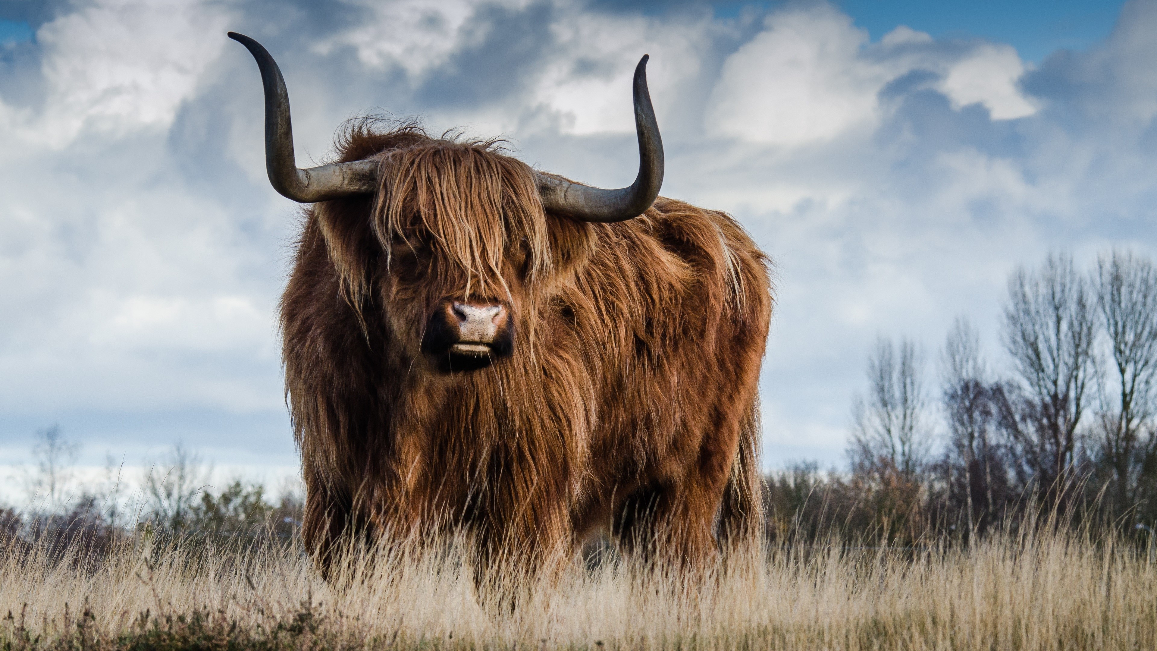 Highland cow in a field HD Wallpaper