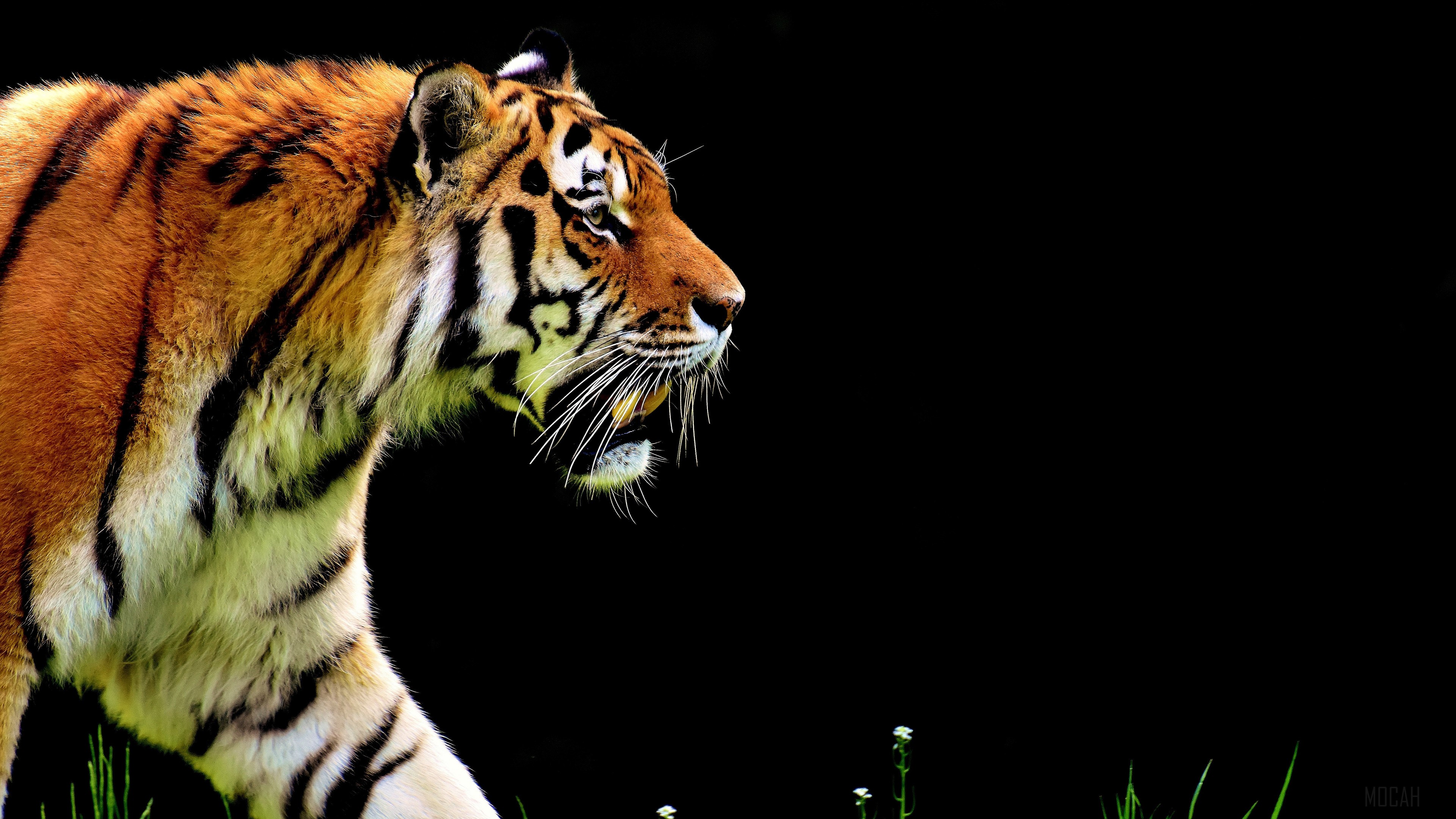 4K Tiger Predator HD Wallpaper