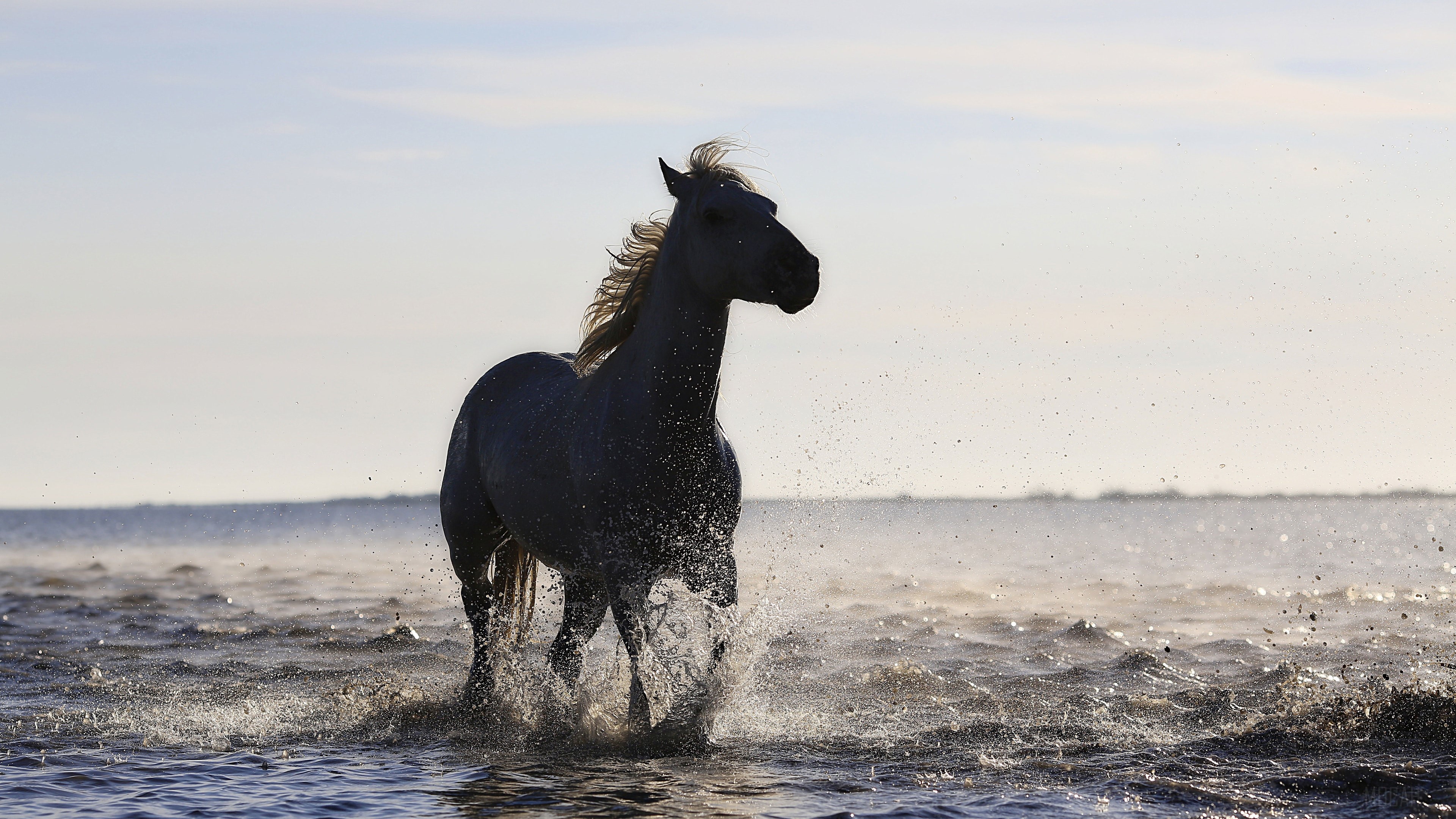 White horse running through water HD Wallpaper
