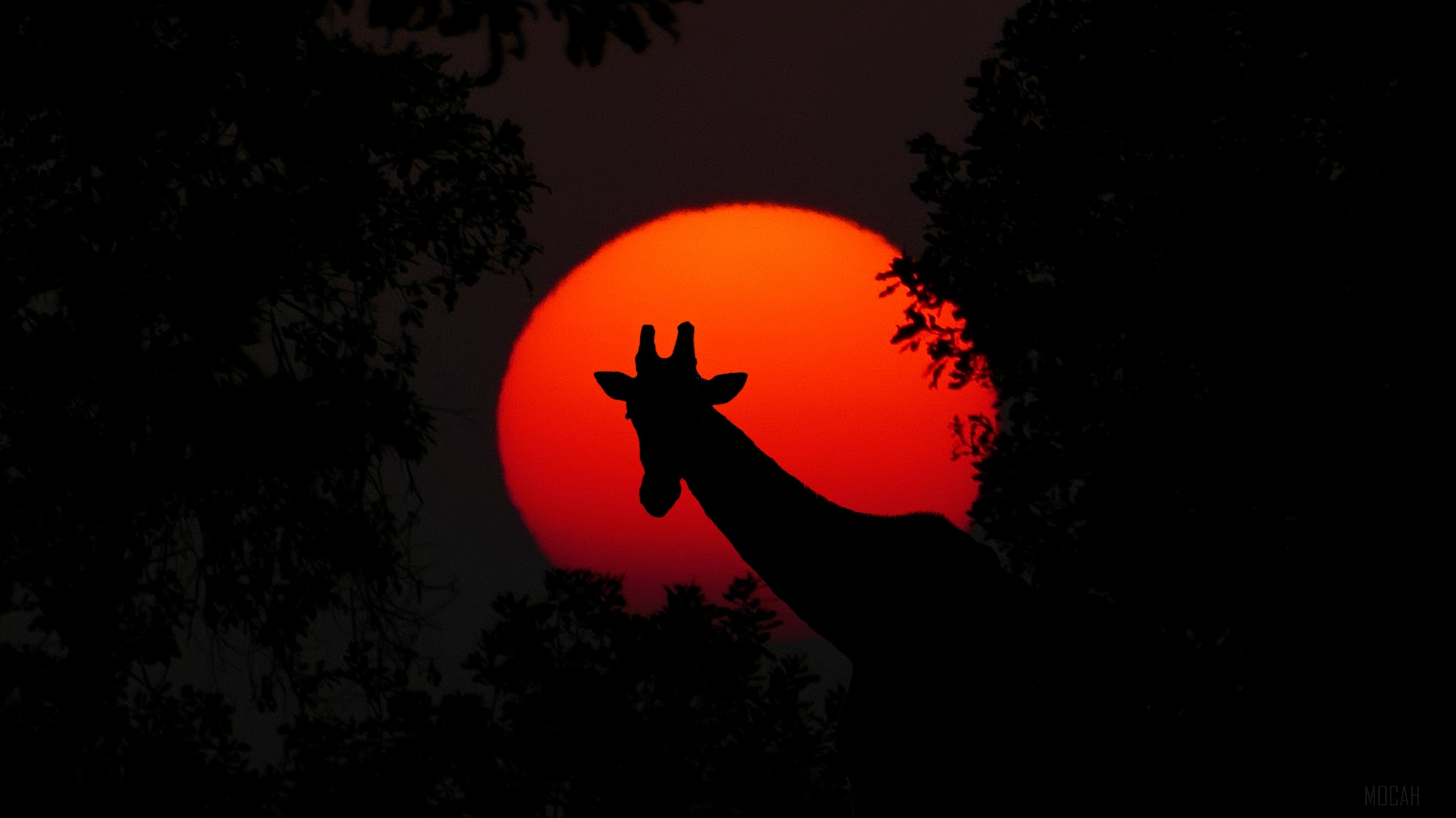 Silhouette of a giraffe against a large orange sun HD Wallpaper
