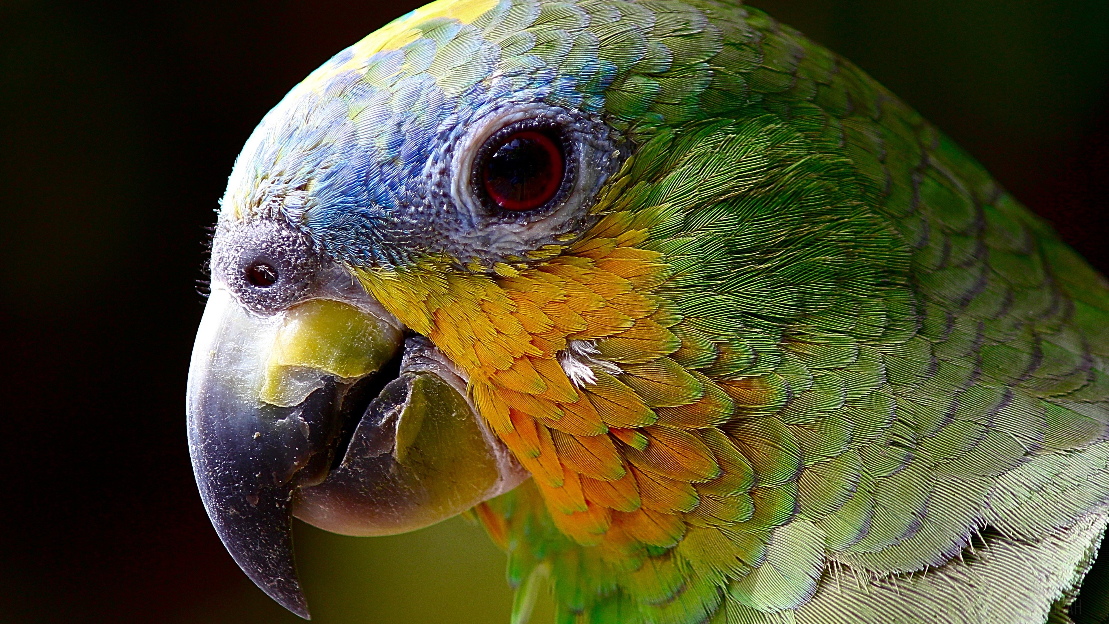 Close-up of a colorful parrot's head HD Wallpaper