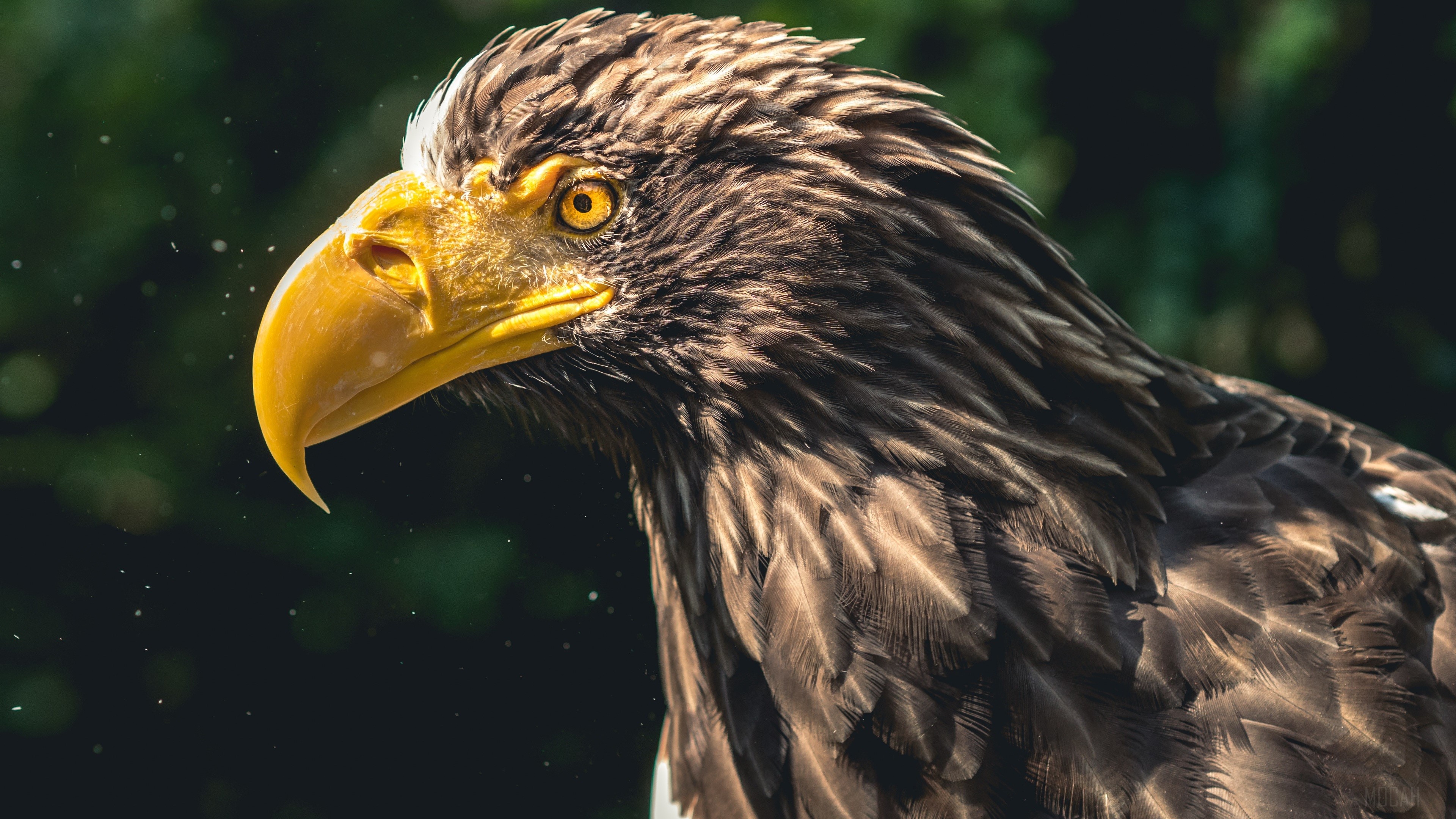 Steller's Sea Eagle close-up 4K HD Wallpaper