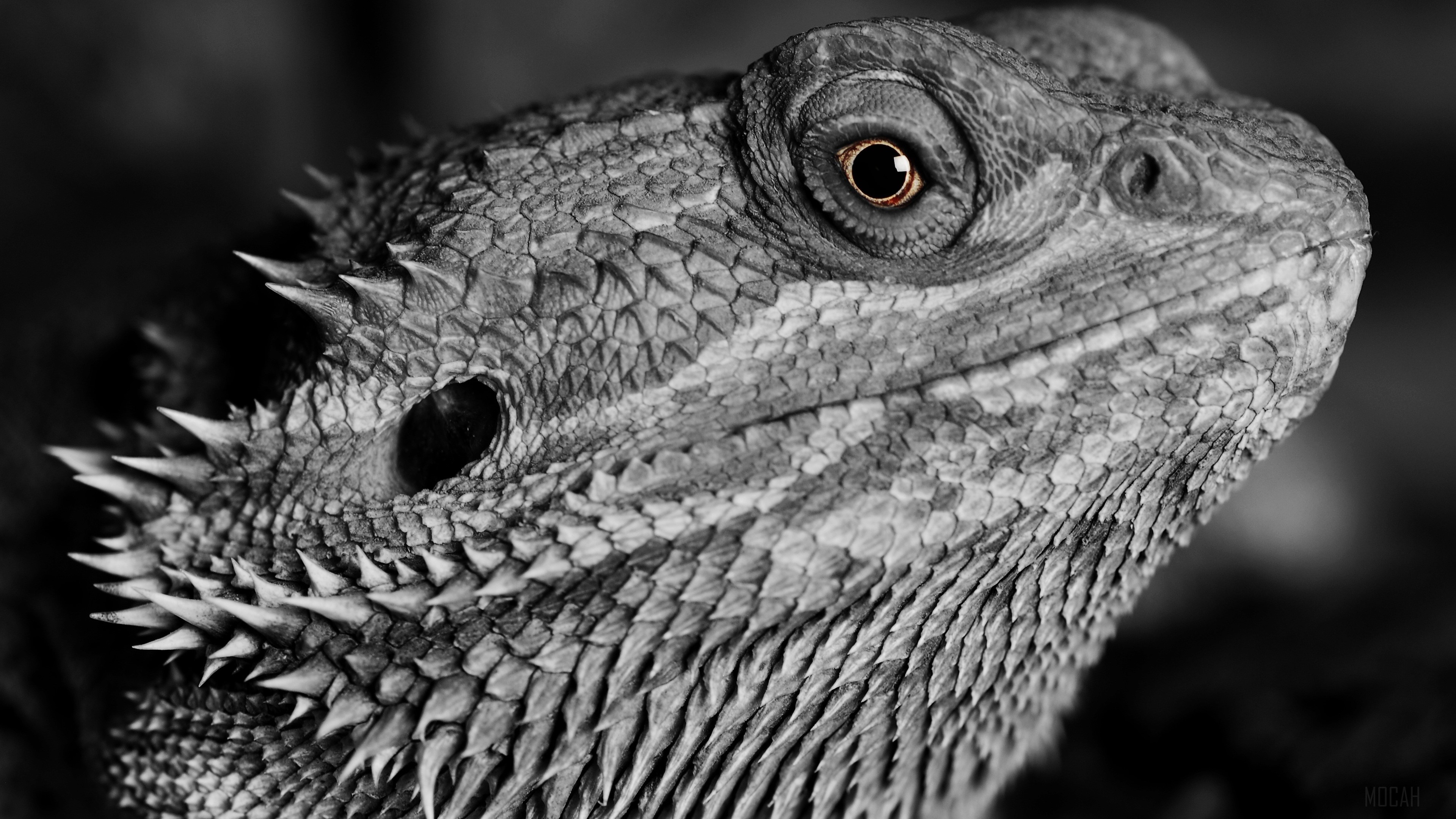 Close-up of a monochrome lizard's head HD Wallpaper