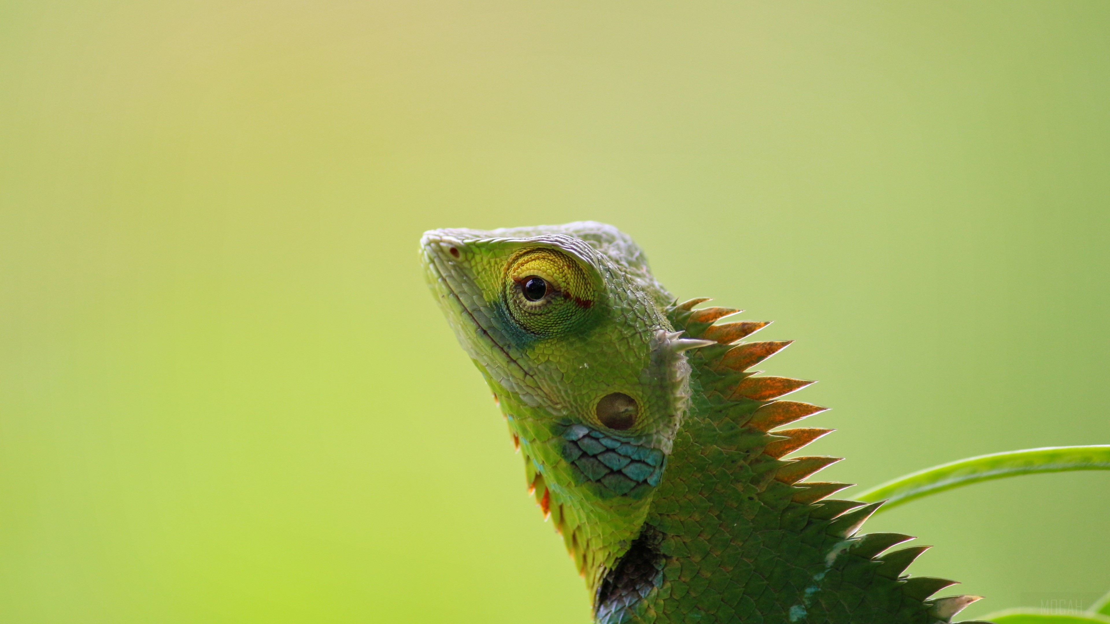 Green Chameleon with Spiky Crest 4K HD Wallpaper