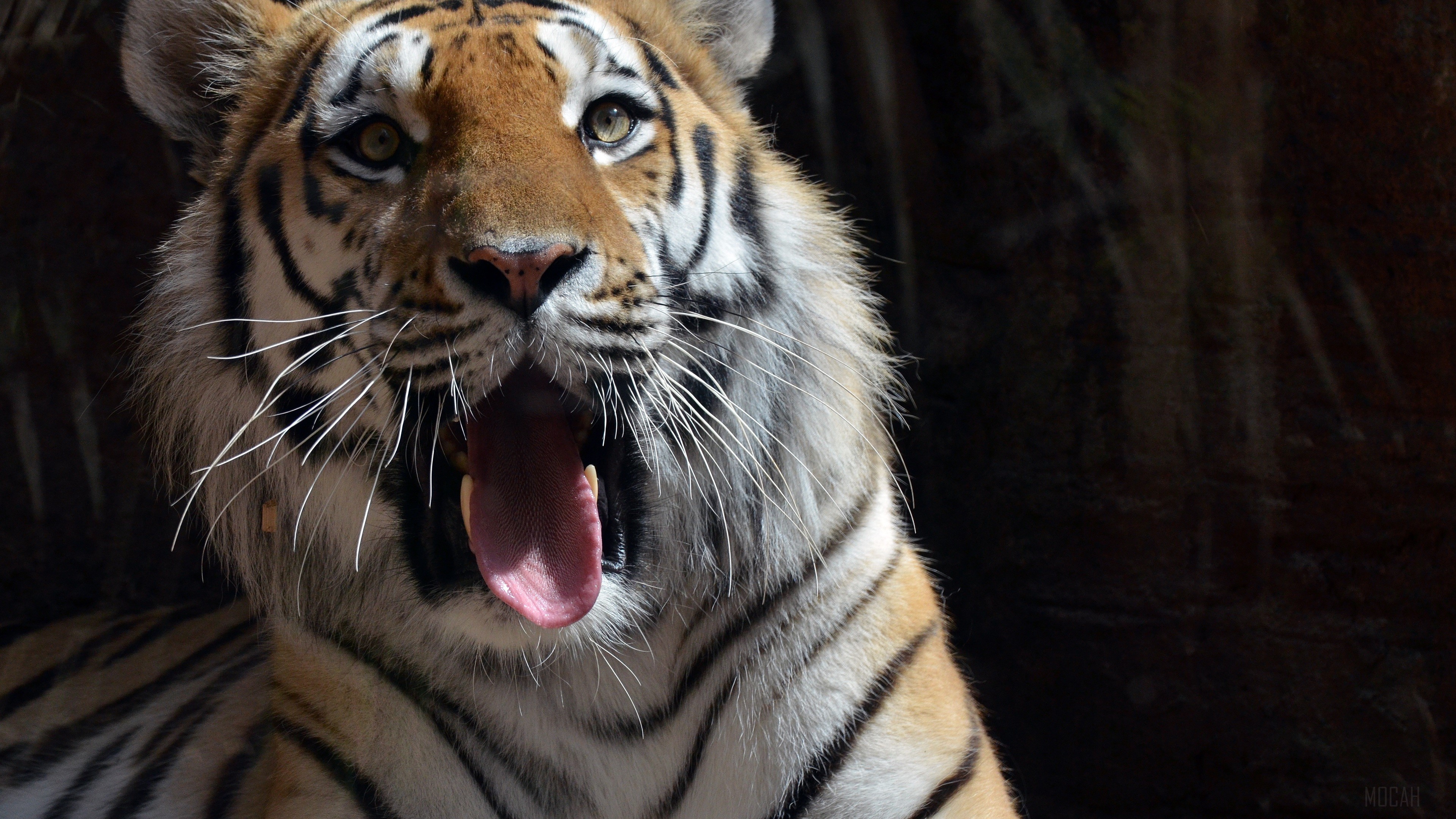 4K Tiger Yawning HD Wallpaper