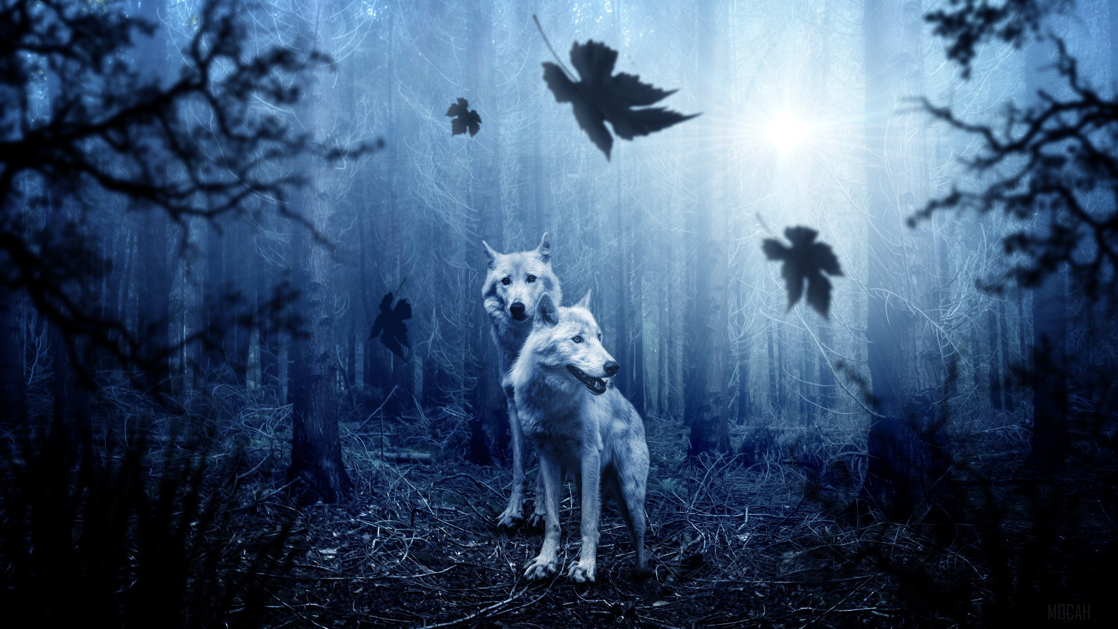 Two wolves in a misty forest with falling leaves HD Wallpaper