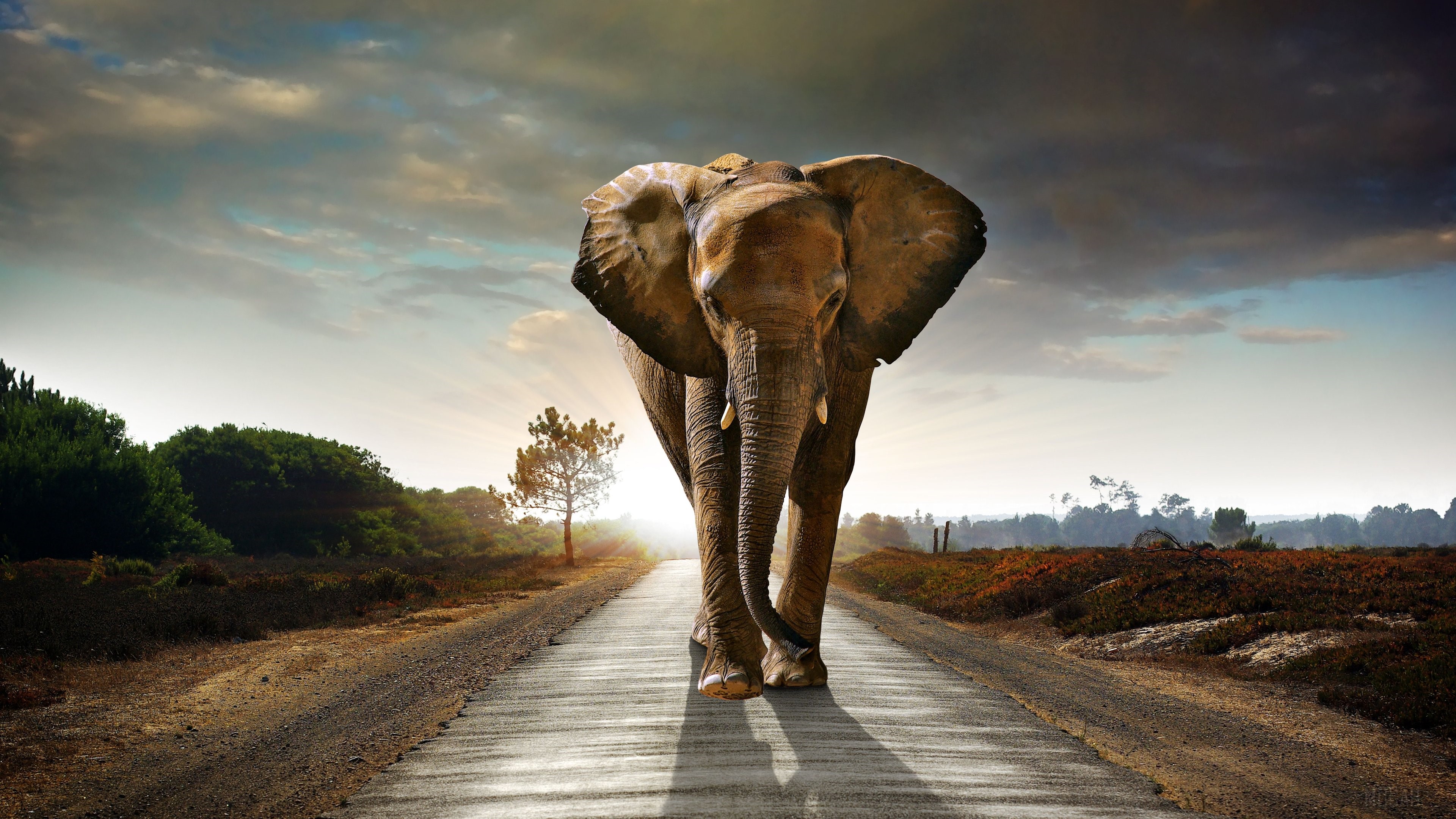 Elephant Walking on a Road in HDR 4K HD Wallpaper