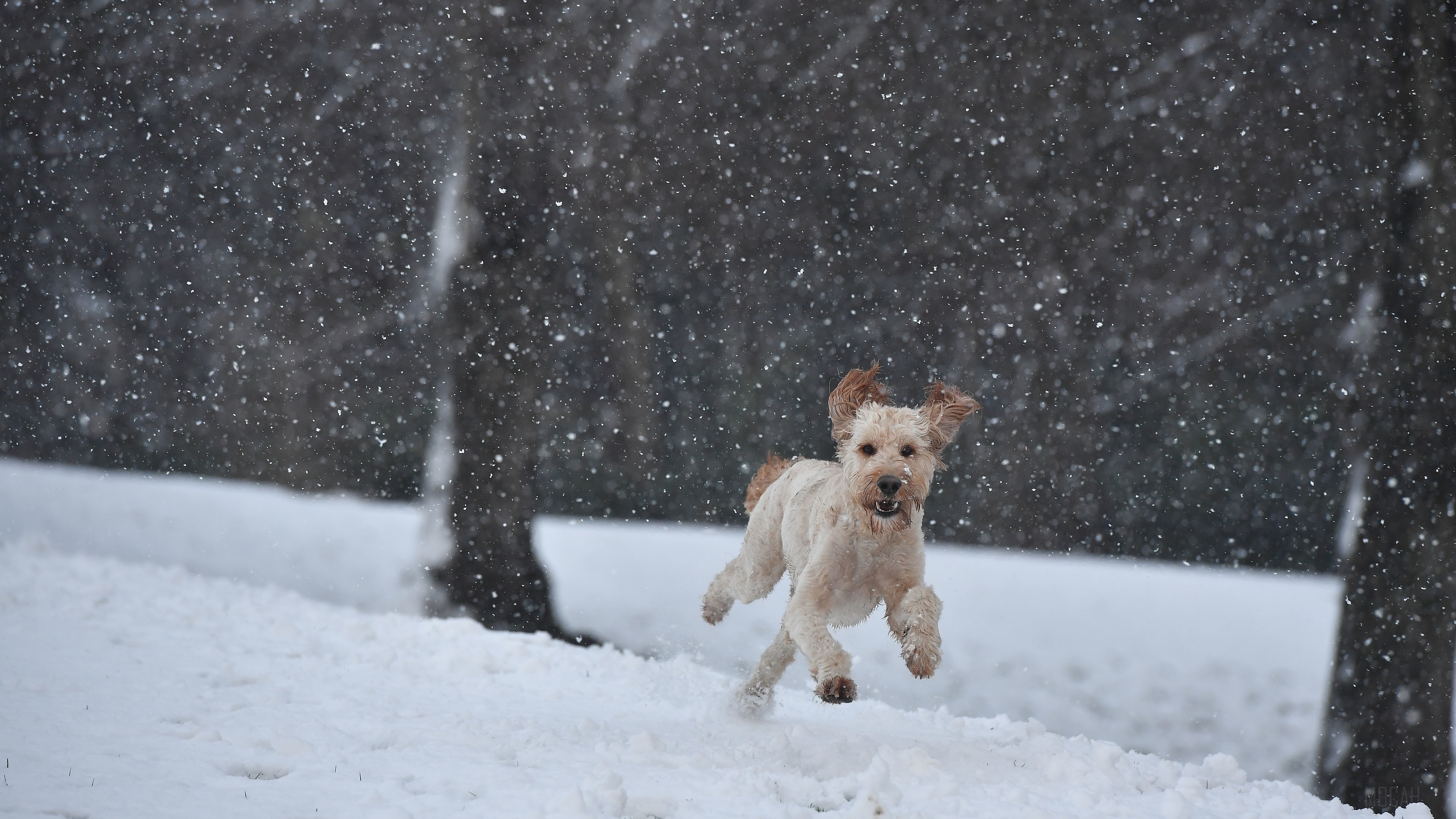 Dog running in snow 4K HD Wallpaper