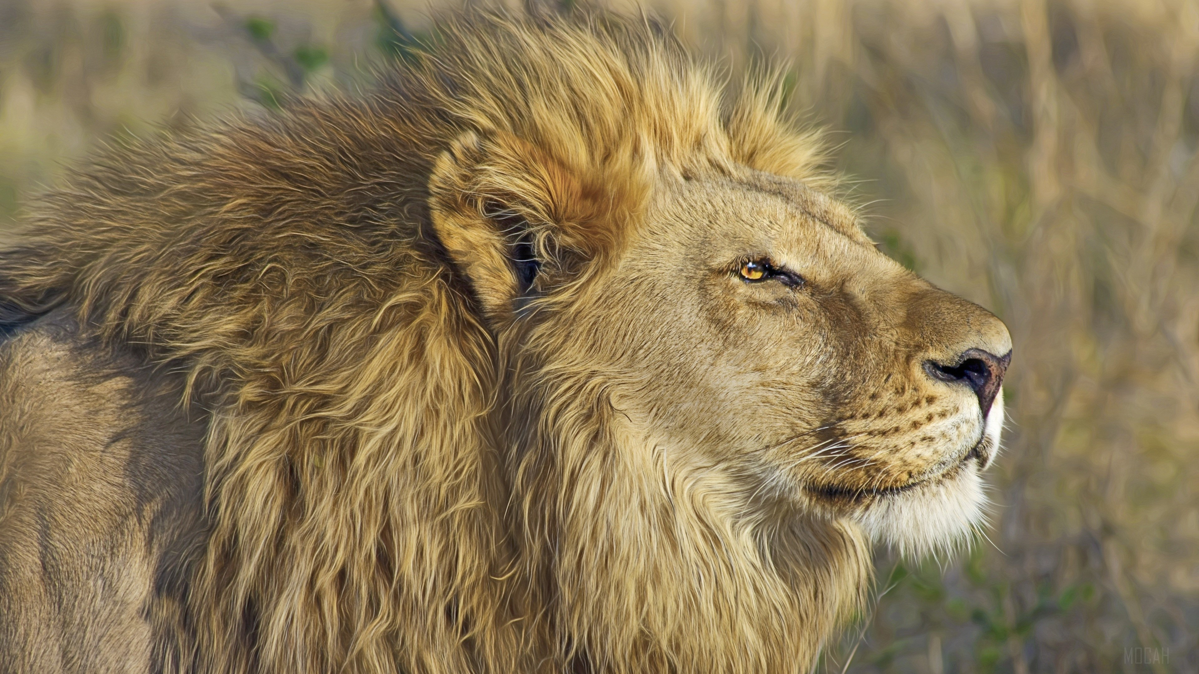 Lion with a mane in 4K HD Wallpaper