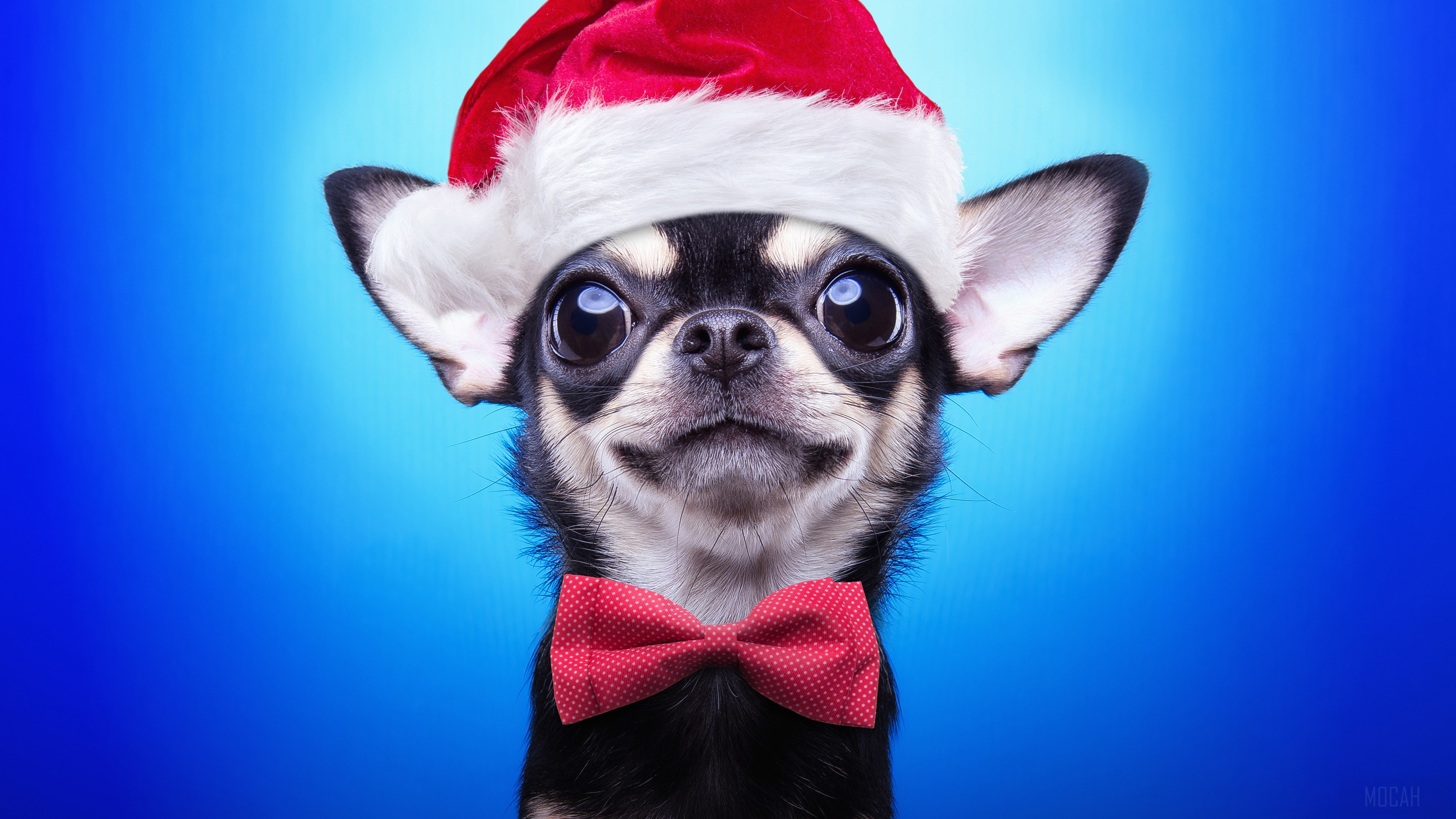 Chihuahua wearing Santa hat and bowtie HD Wallpaper