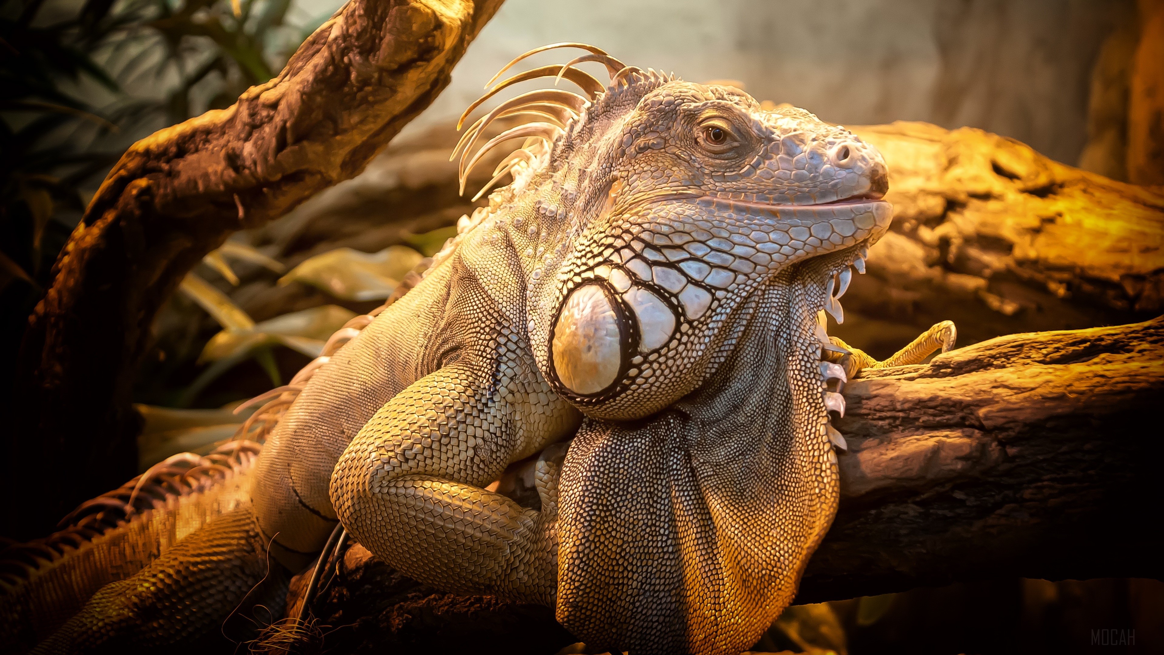 Green Iguana on a Branch 4K HD Wallpaper