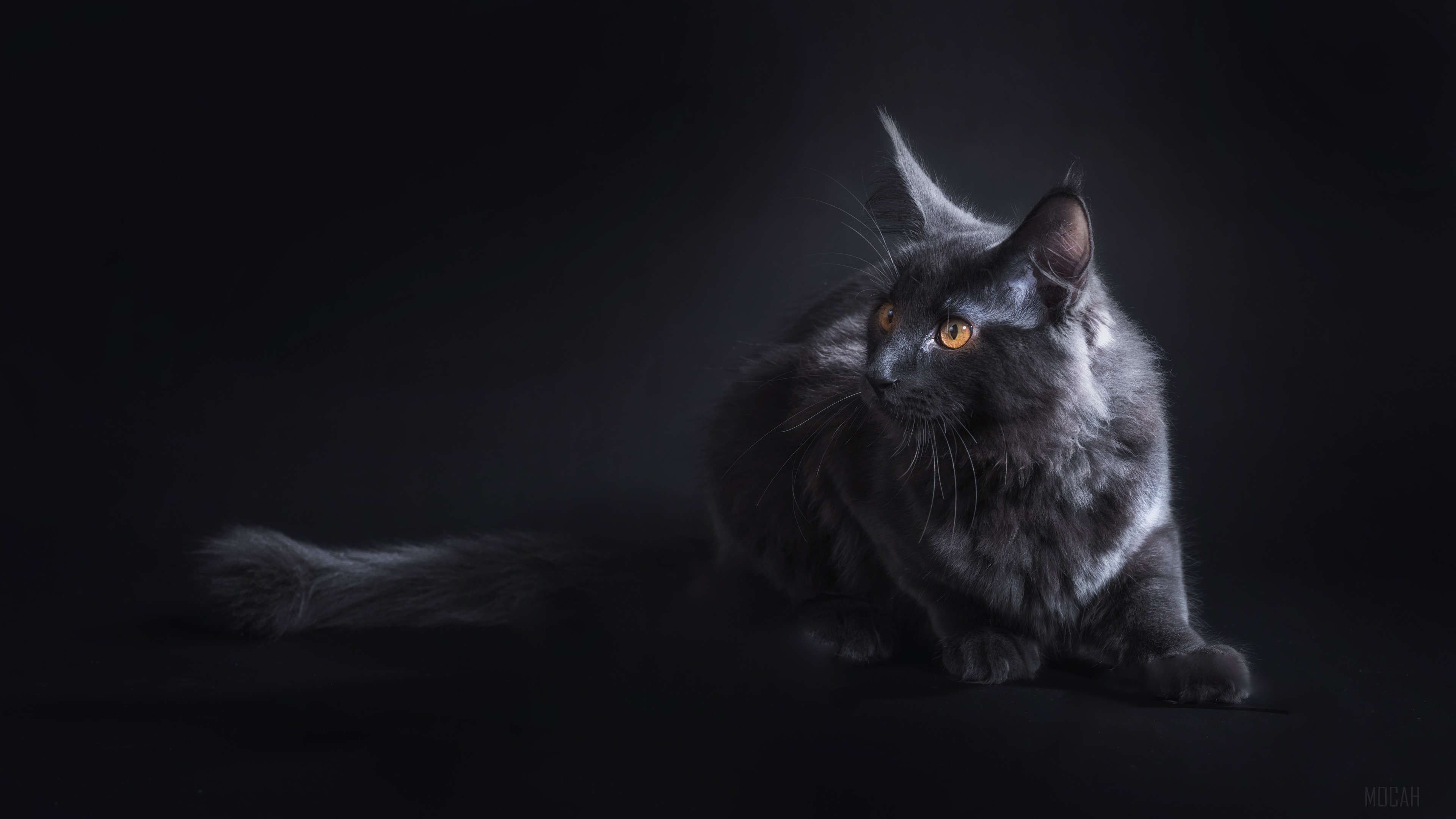 Black Cat HD Wallpaper