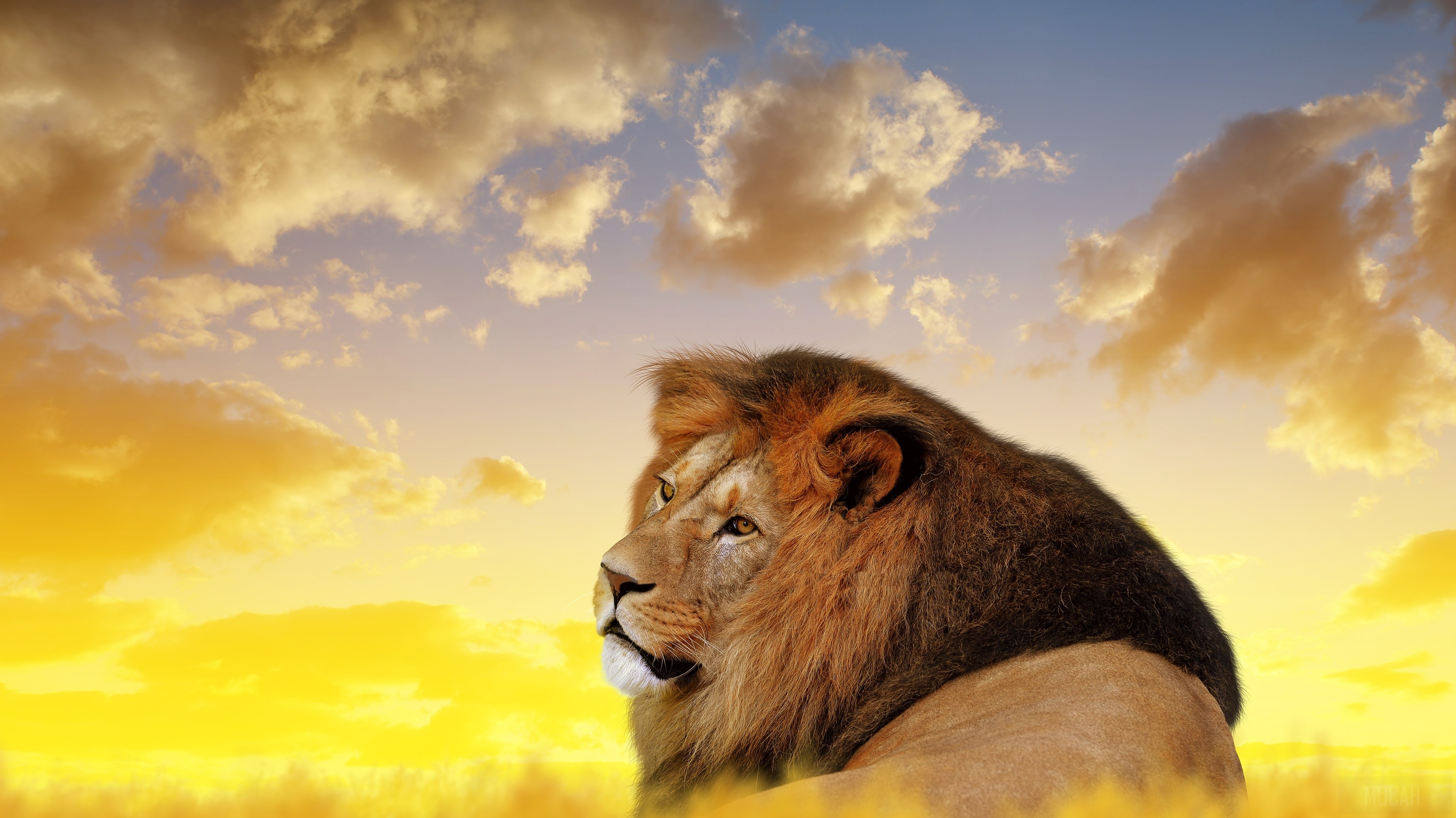 Lion looking to the left during sunset 4K HD Wallpaper