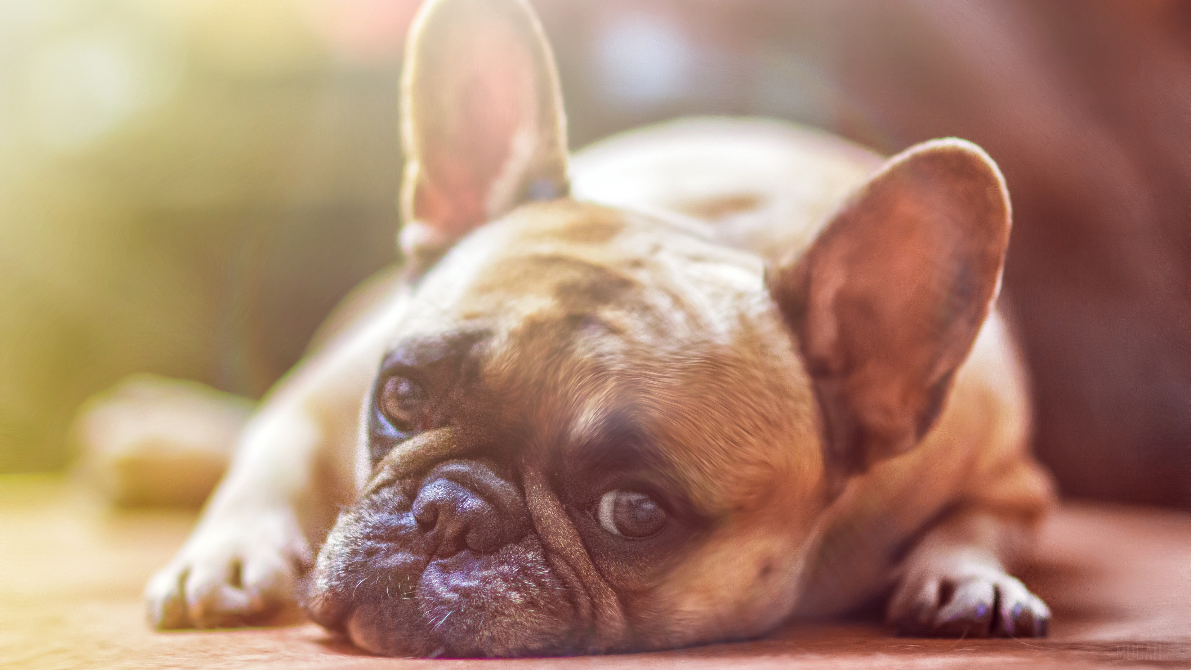French Bull Dog HD Wallpaper
