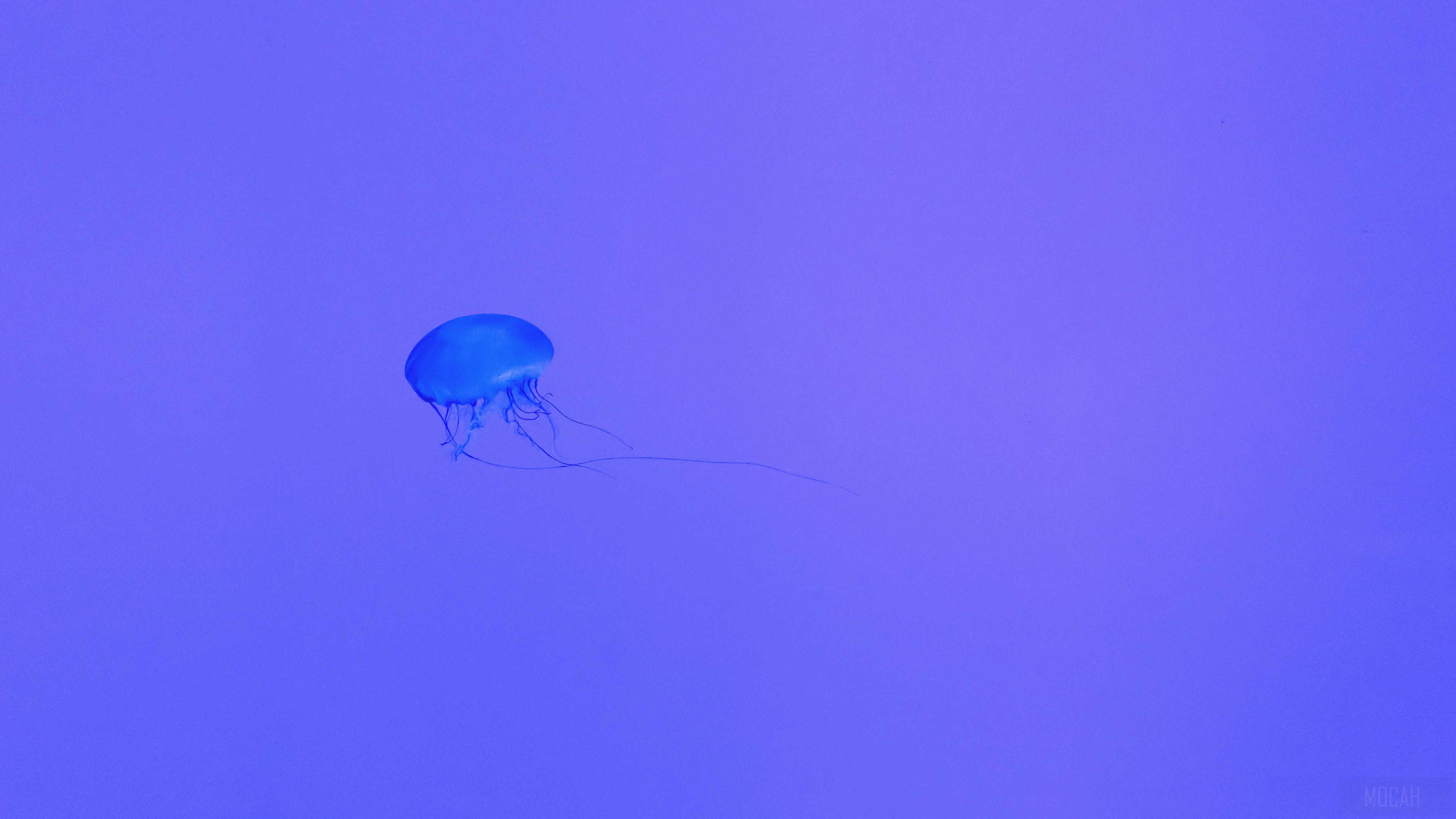 Blue Jellyfish in Purple Water 4K HD Wallpaper