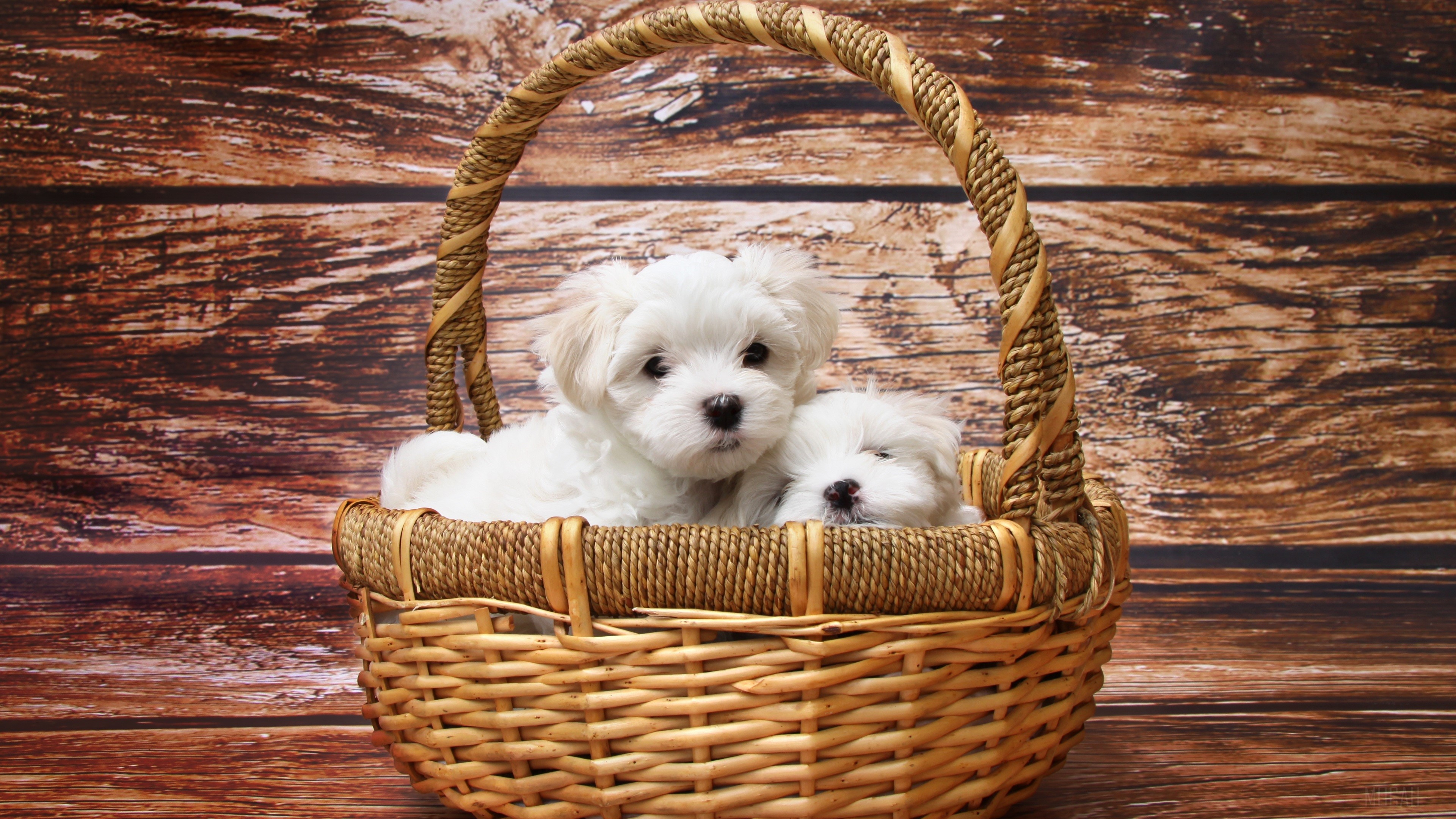 Basket of Maltese Puppies 4K HD Wallpaper