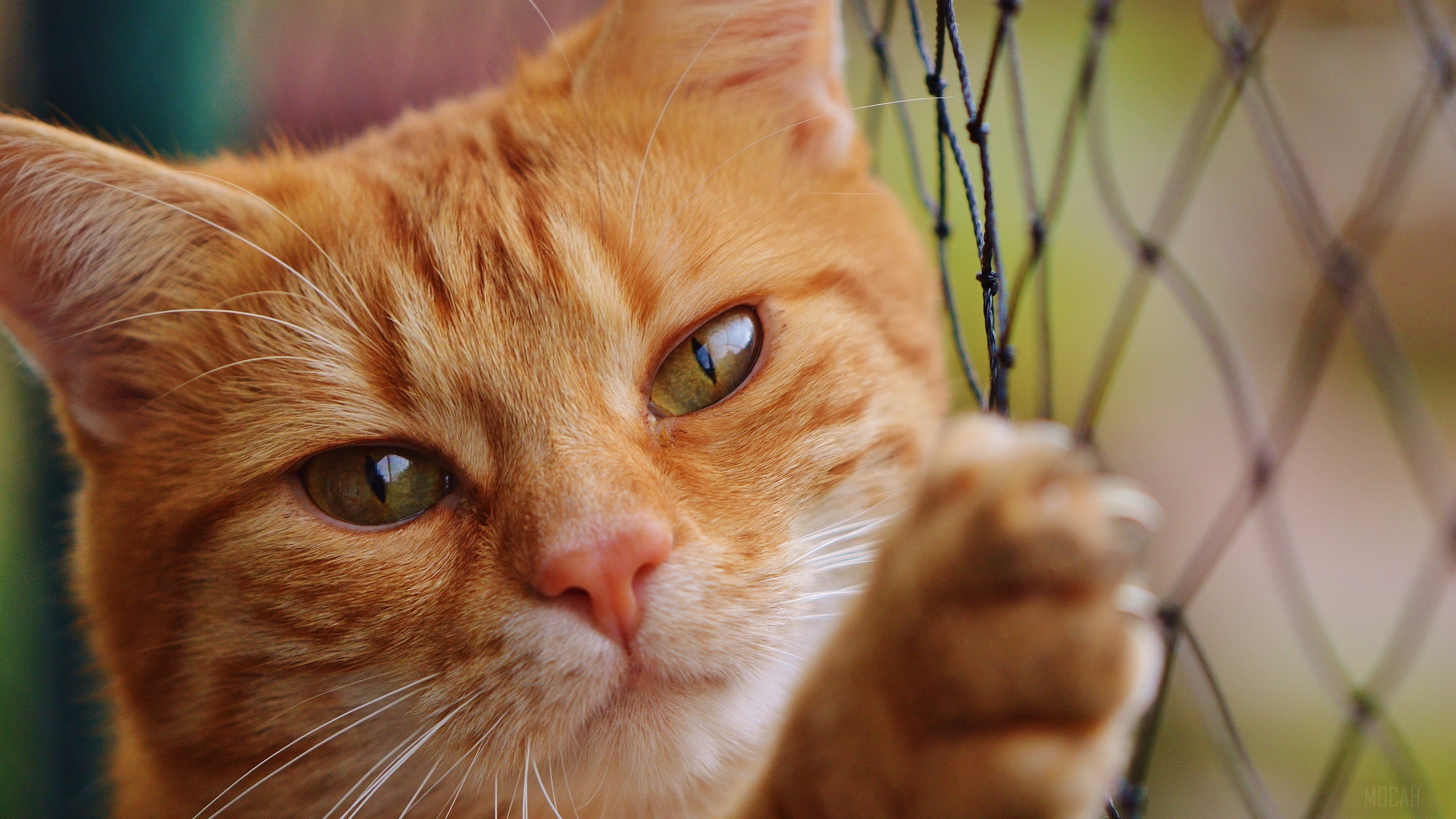 Orange cat behind a fence 4K HD Wallpaper