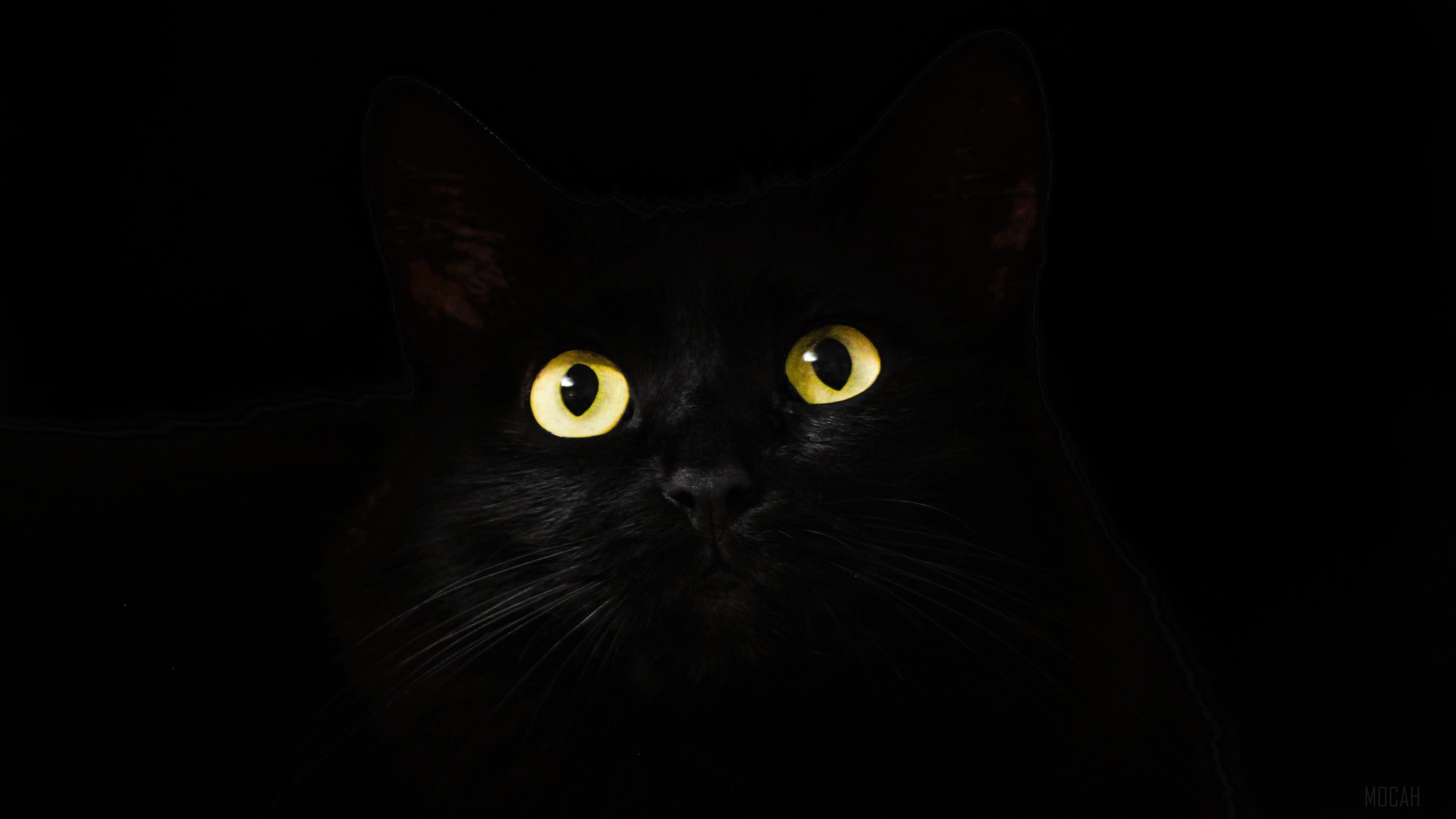 Black Cat with Yellow Eyes in Darkness 4K HD Wallpaper