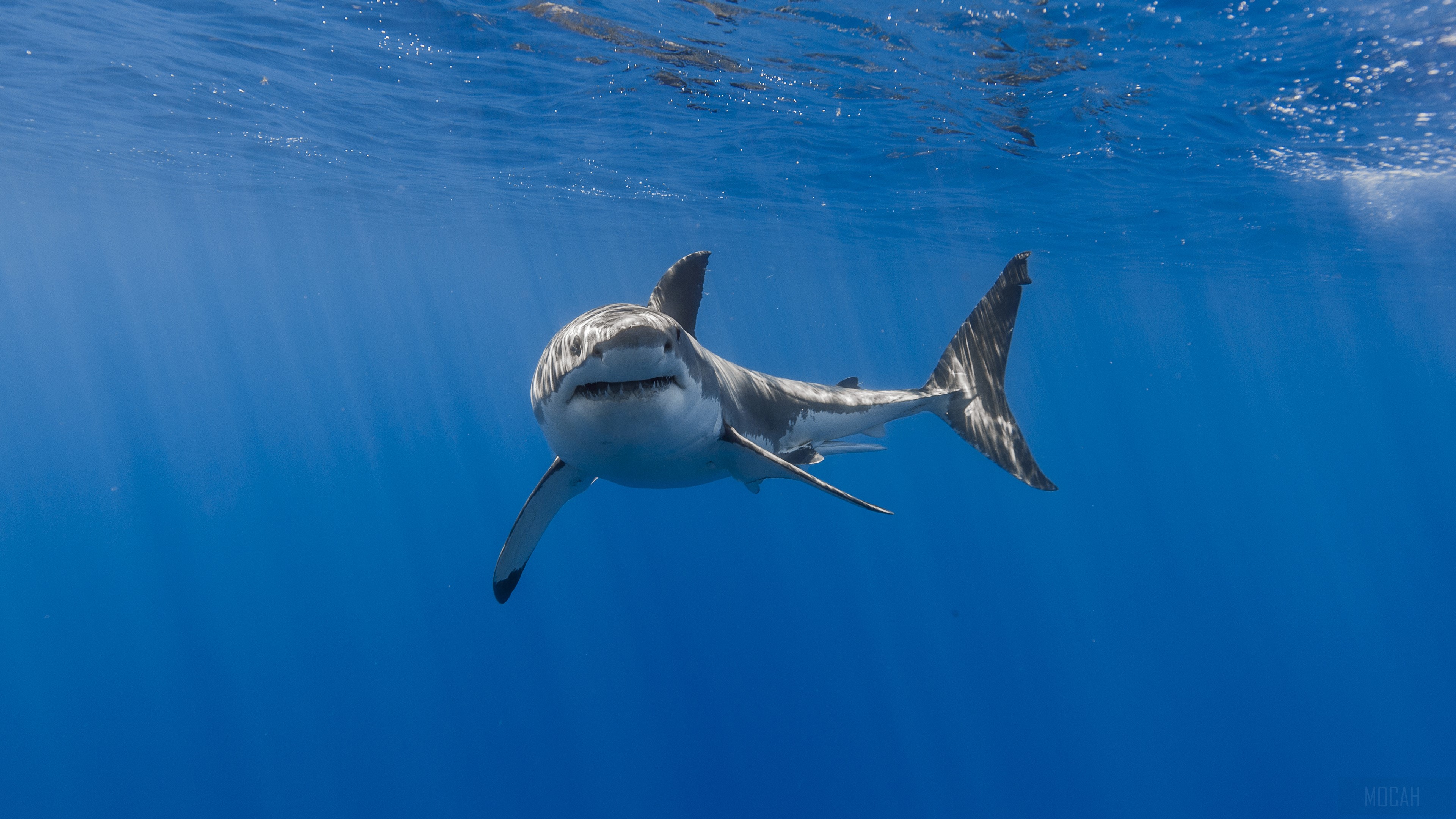 Great White Shark swimming in blue ocean 4K HD Wallpaper