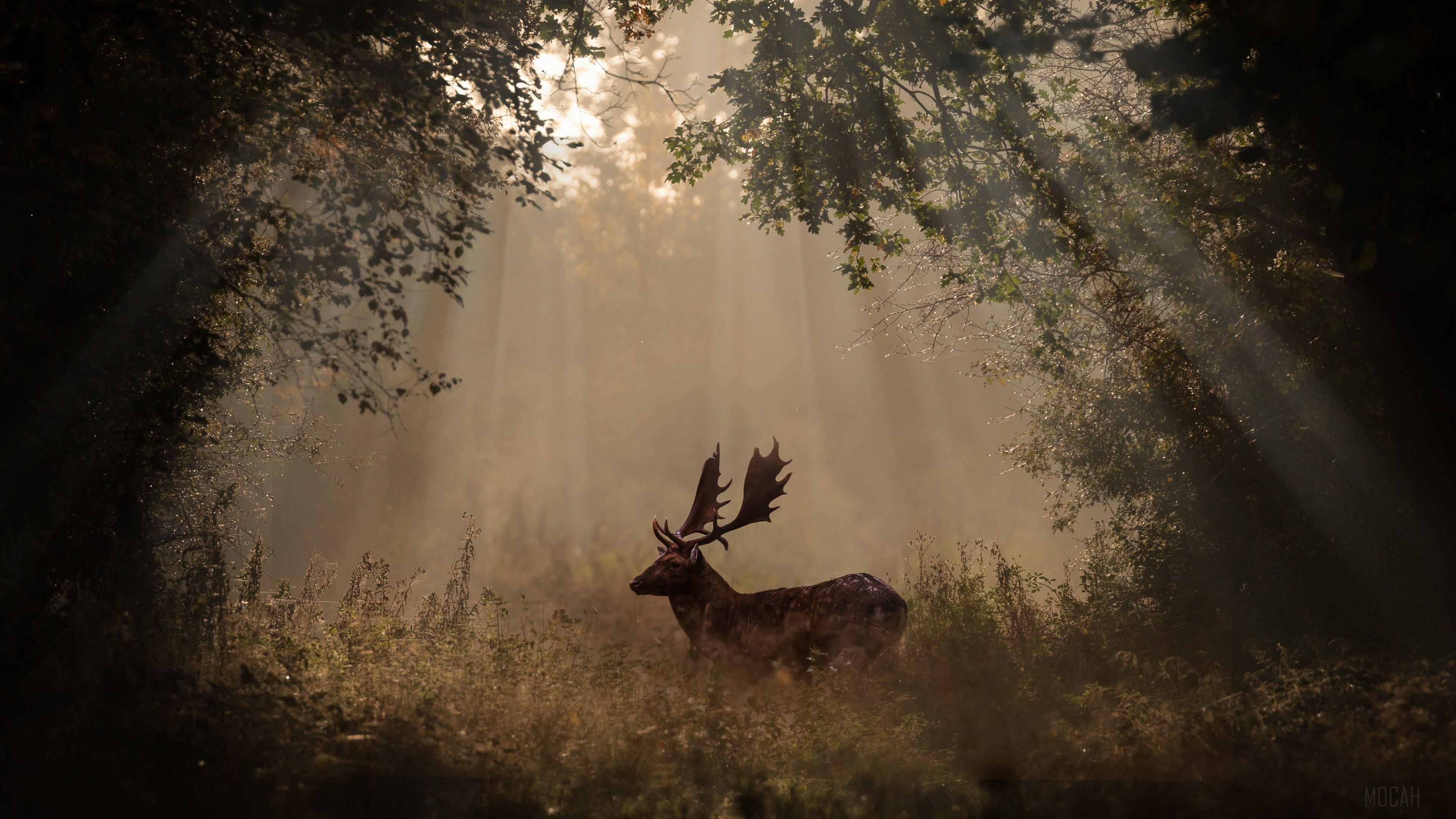 Deer in Forest with Sunbeams 4K HD Wallpaper