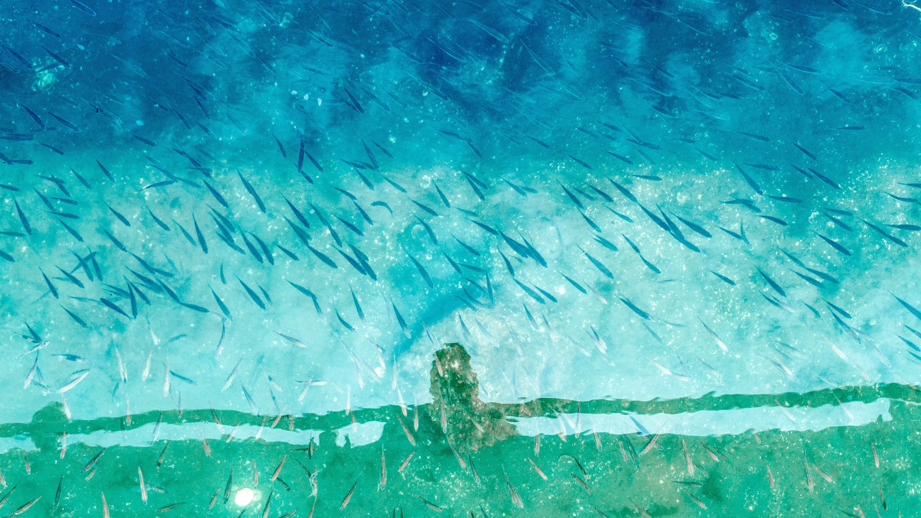 School of Small Fish in Turquoise Water 4K HD Wallpaper