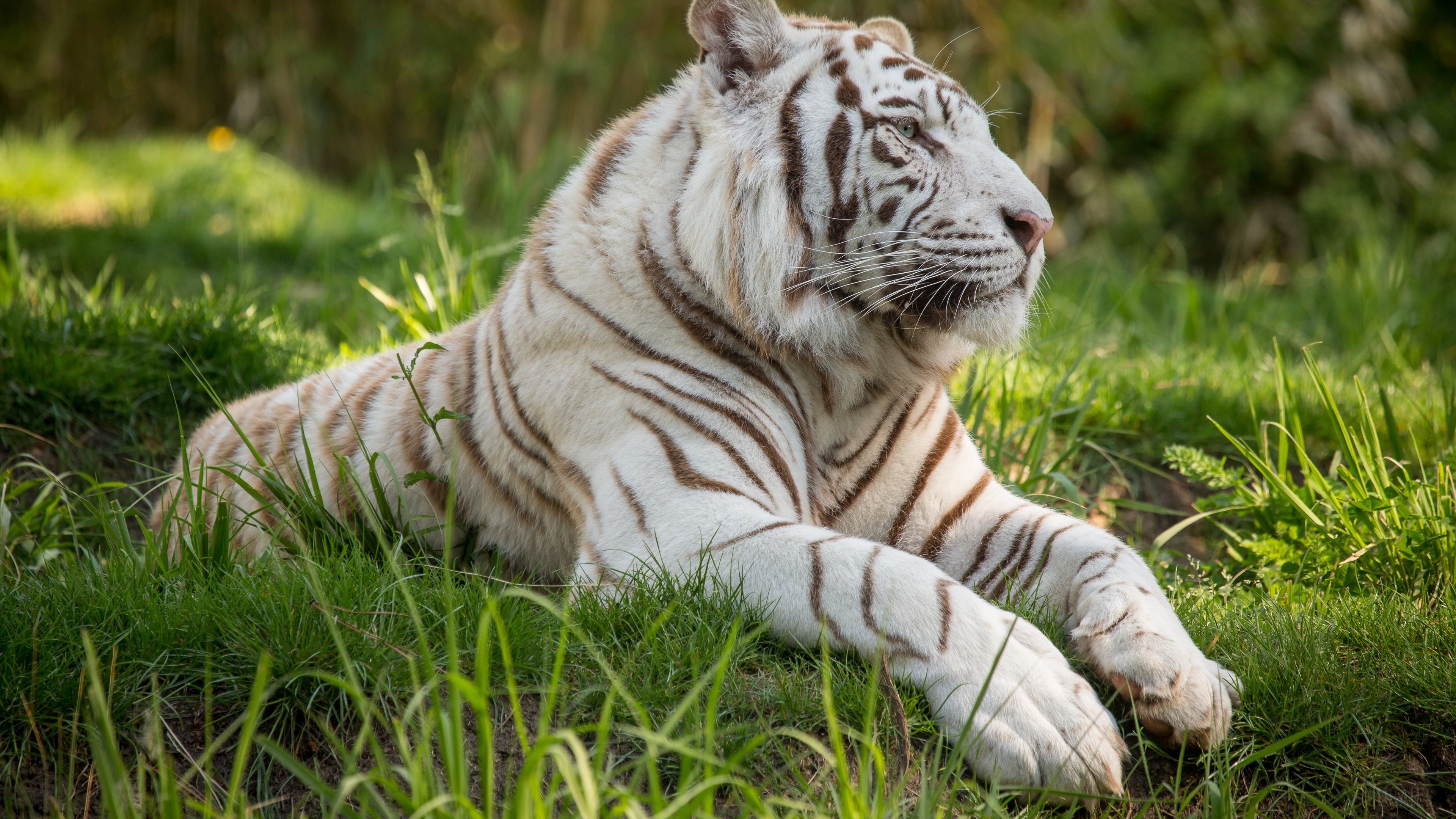 White Tiger Lying in Grass 4K HD Wallpaper