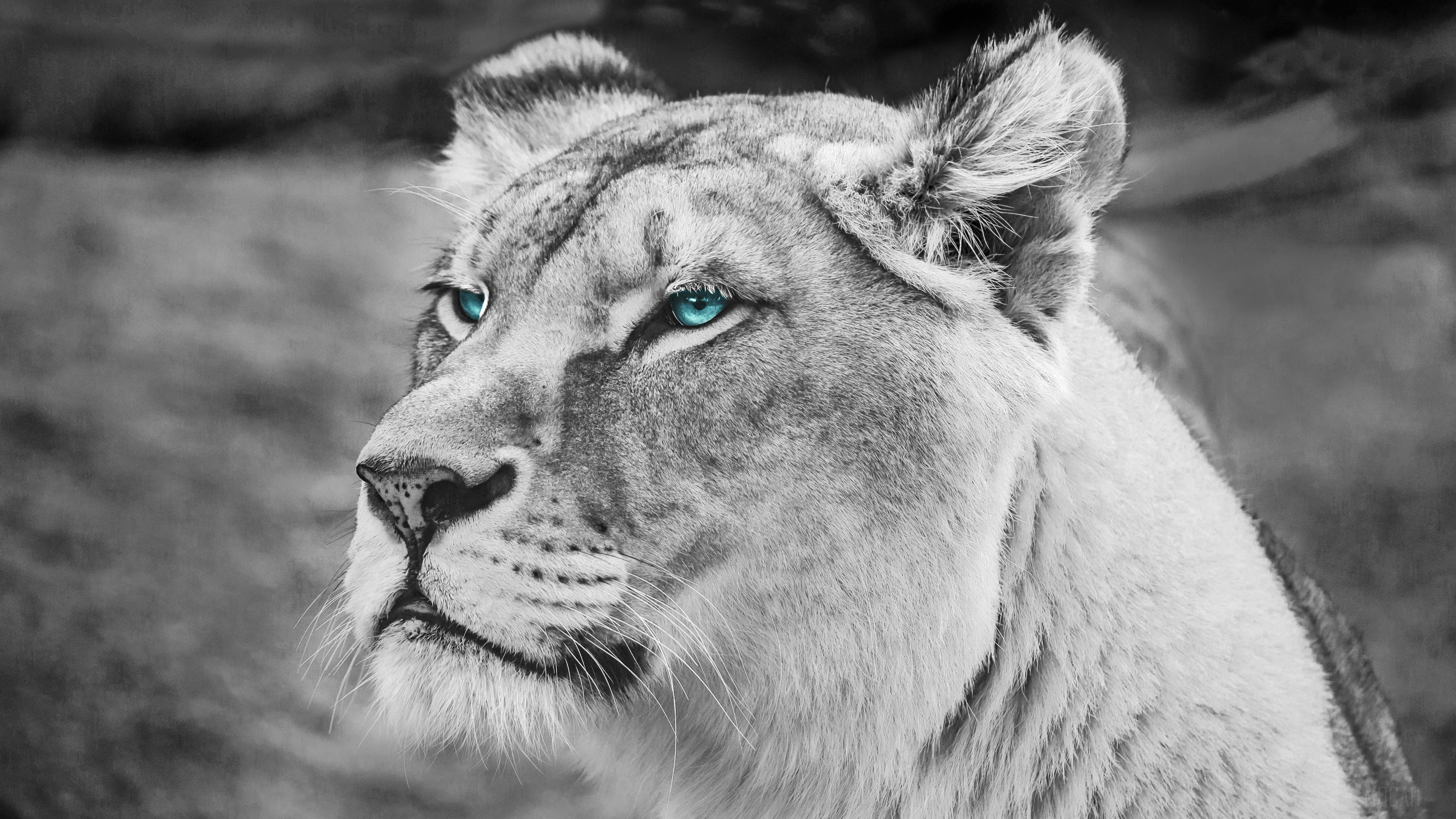 Lion with Blue Eyes Monochrome 4K HD Wallpaper