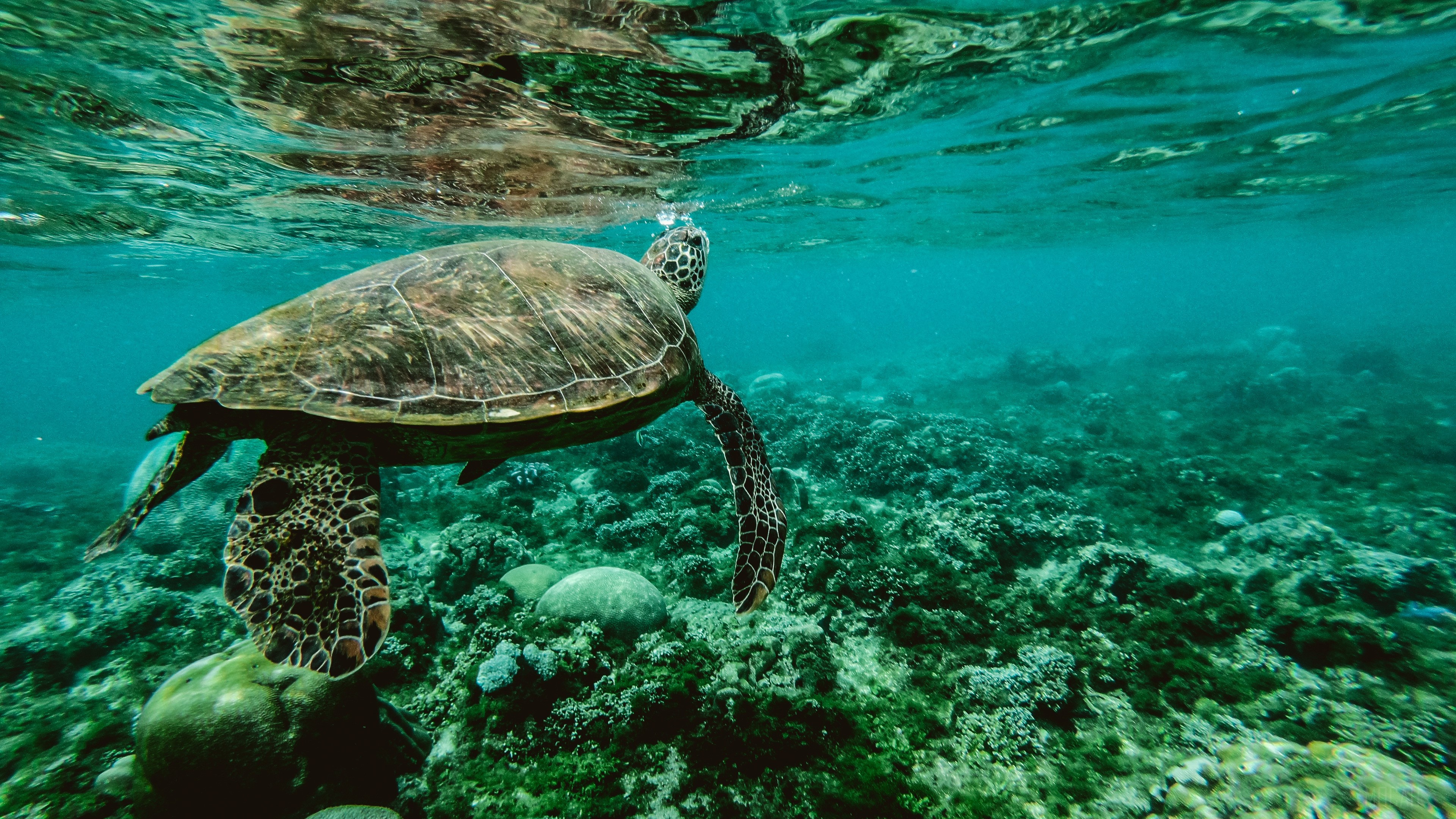 Sea Turtle Swimming Over Coral Reef 4K HD Wallpaper