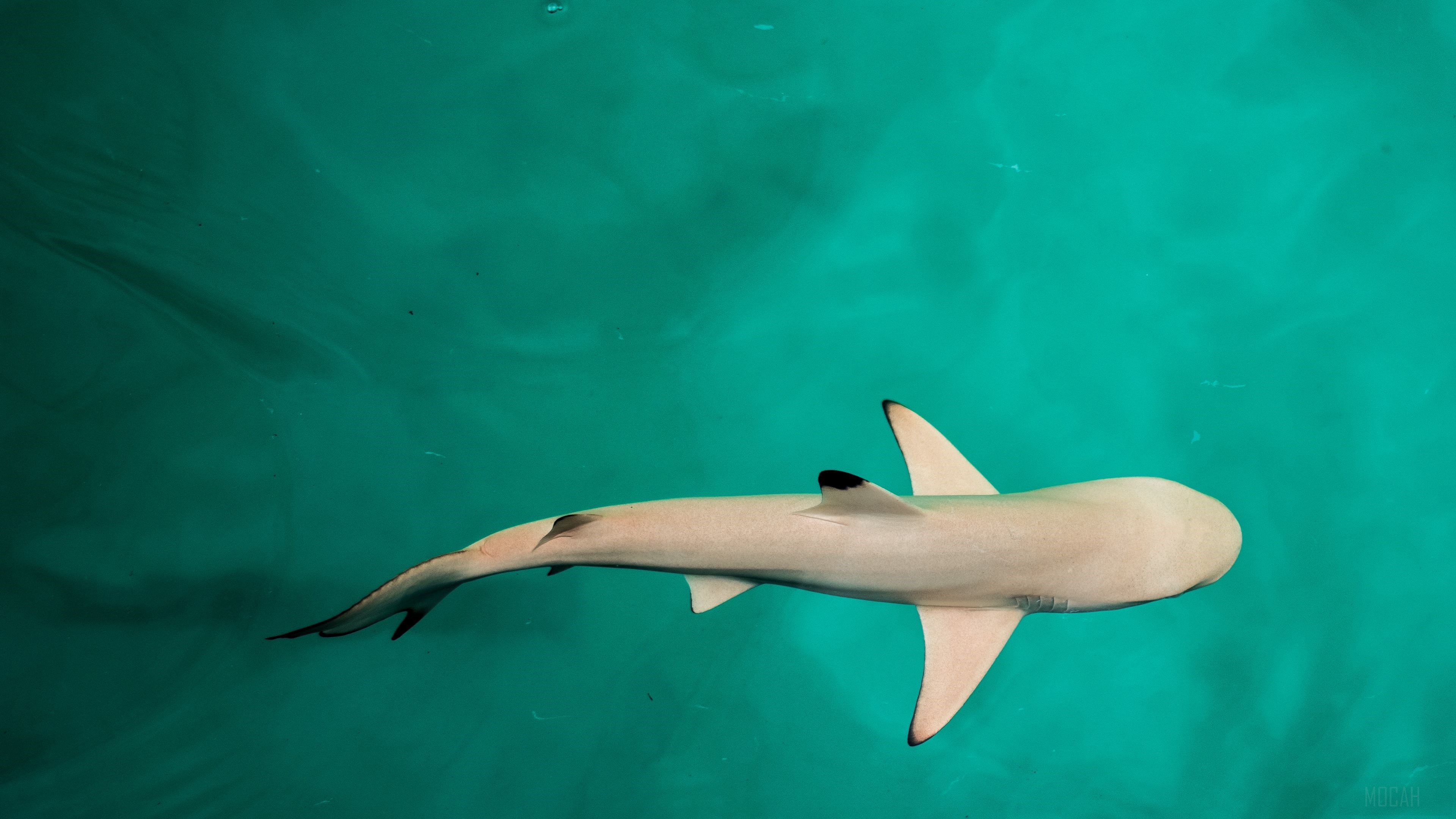 Blacktip Reef Shark swimming in turquoise water HD Wallpaper