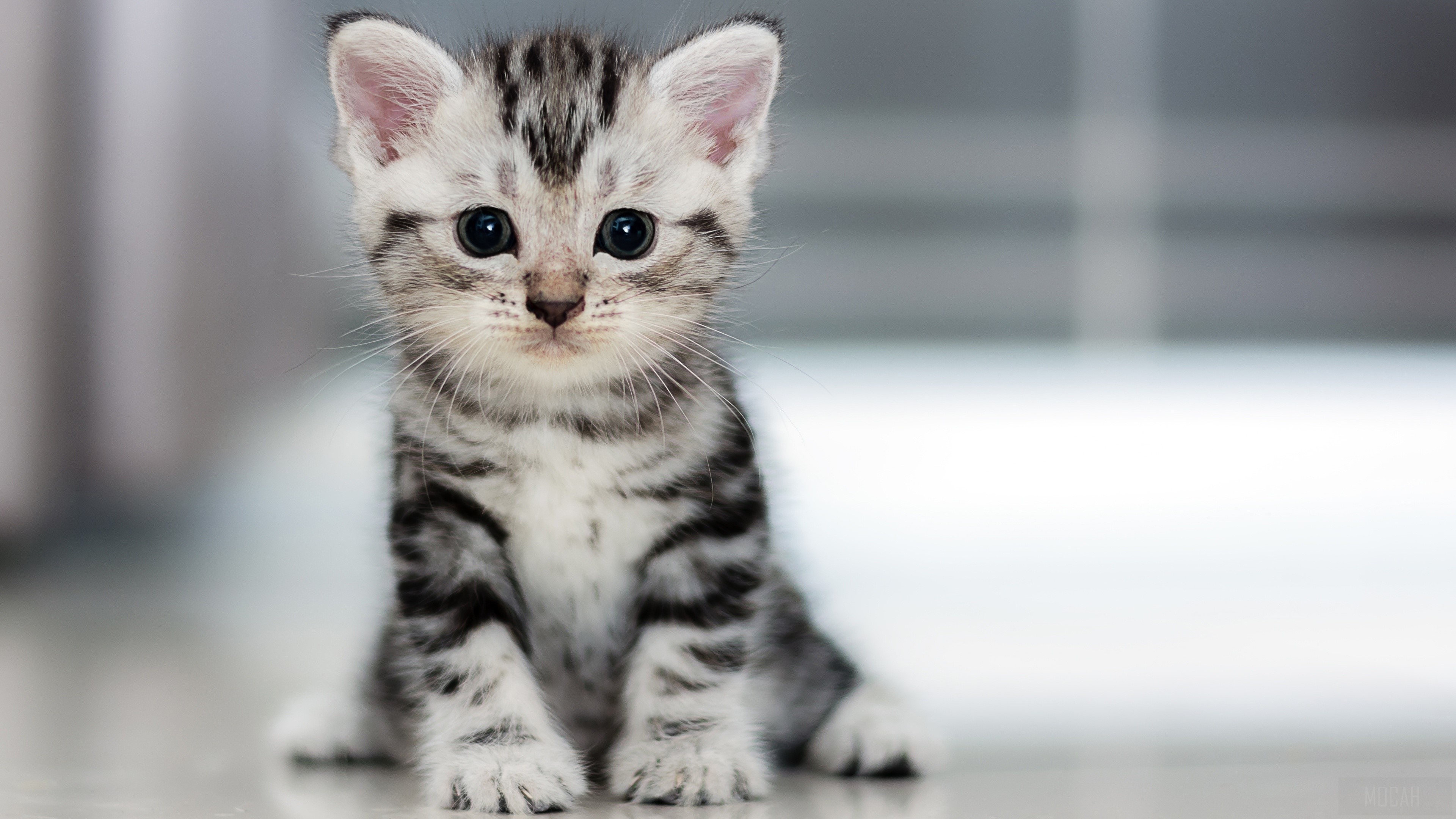 Small Kitten HD Wallpaper