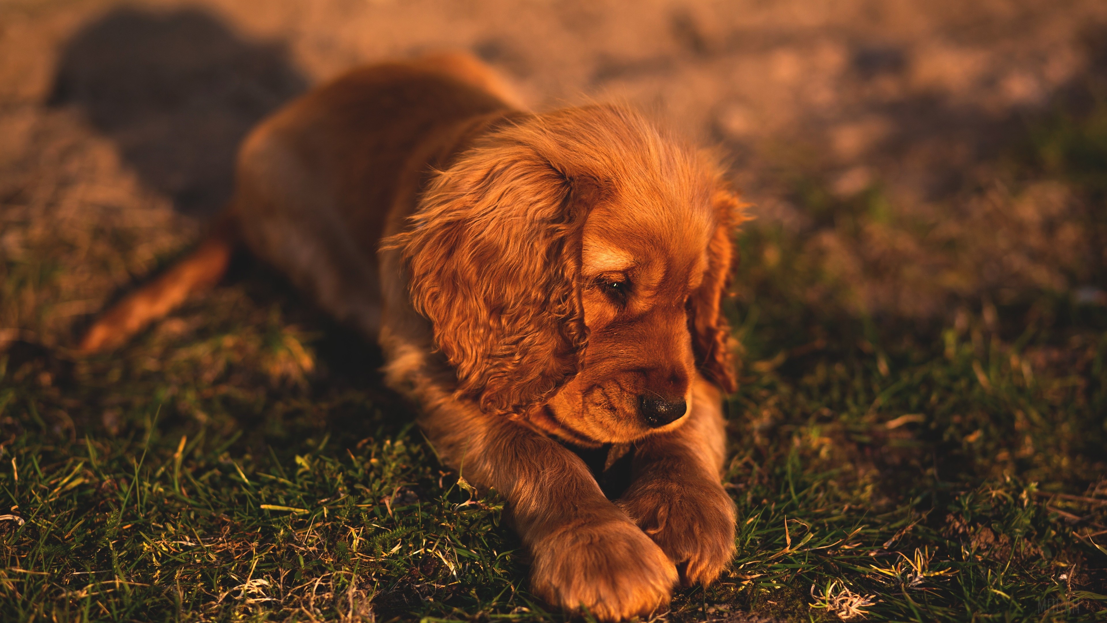 Cute Small Brown Puppy Lying on Grass 4K HD Wallpaper