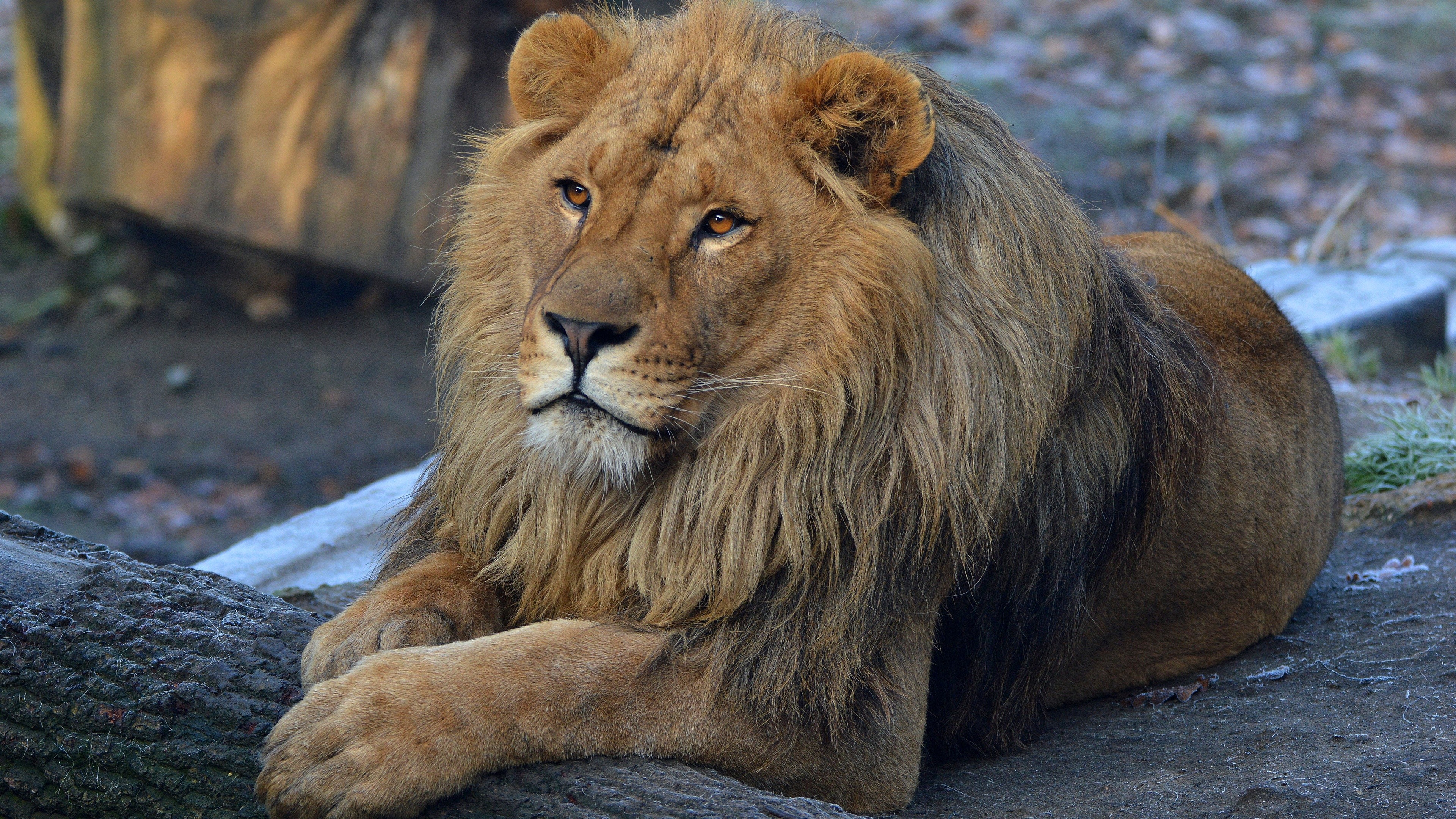 Lion with a beard HD Wallpaper