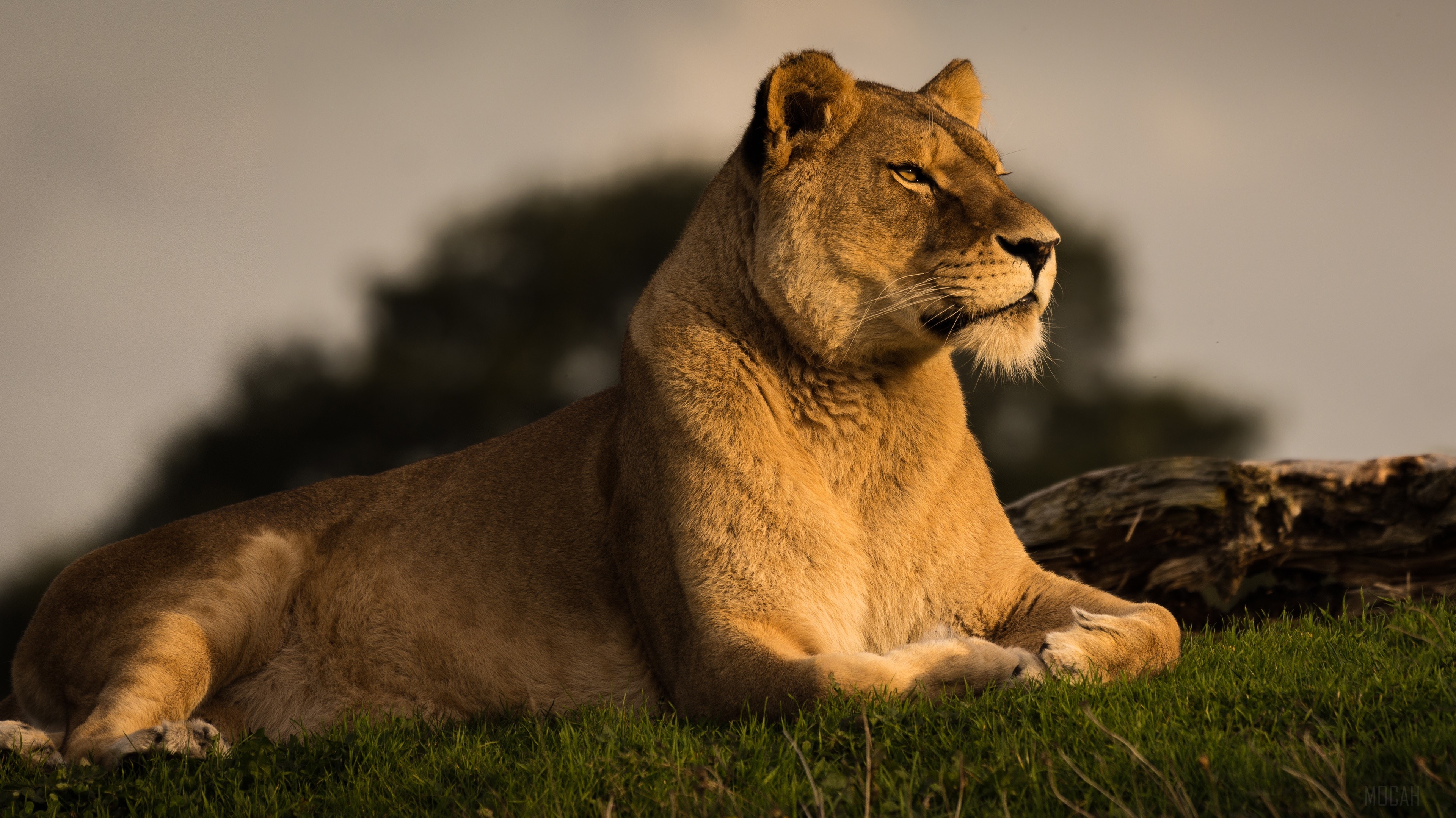 Lioness resting on grass in 4K HD Wallpaper