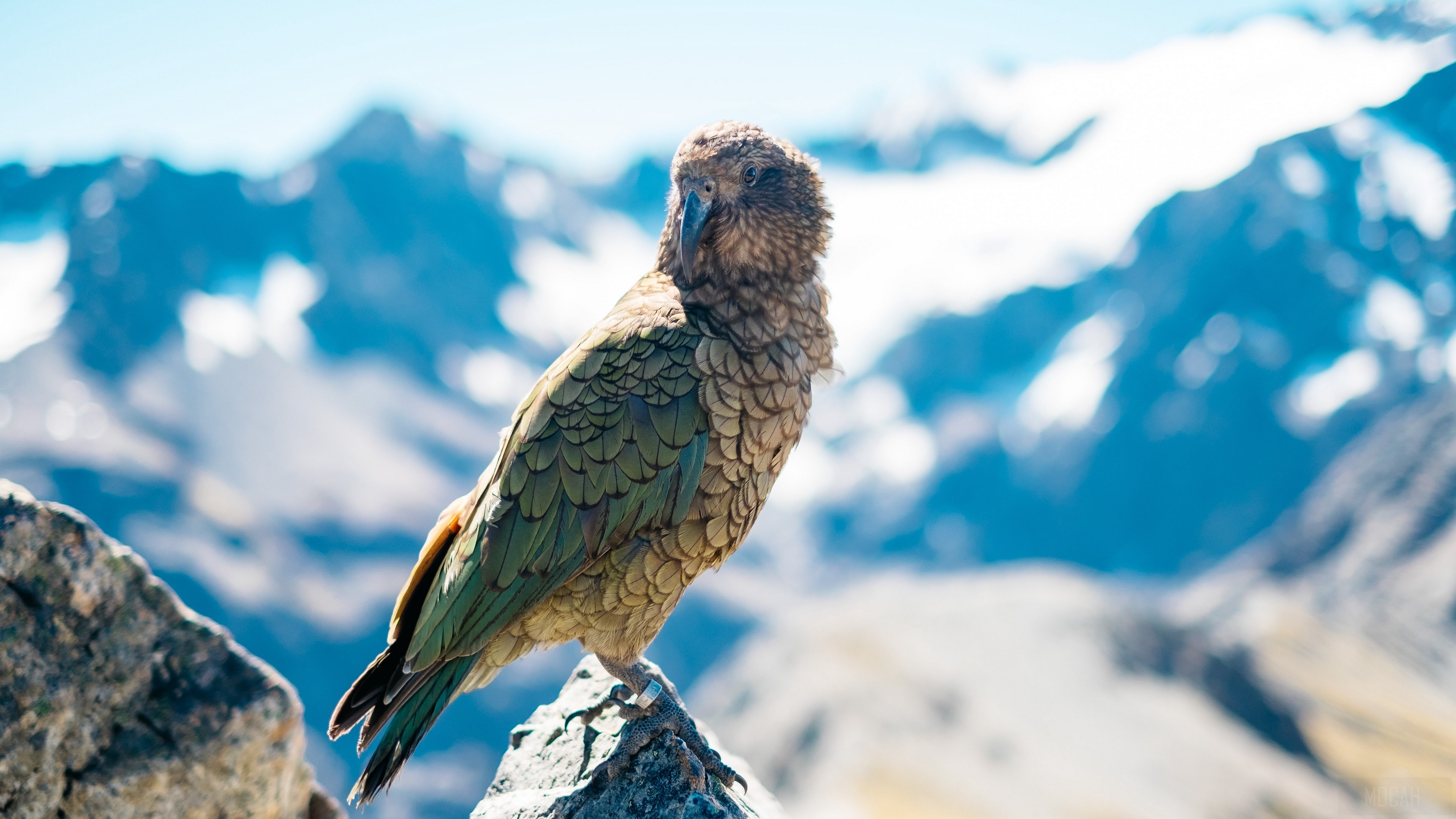Kea bird perched on a rock in the mountains HD Wallpaper