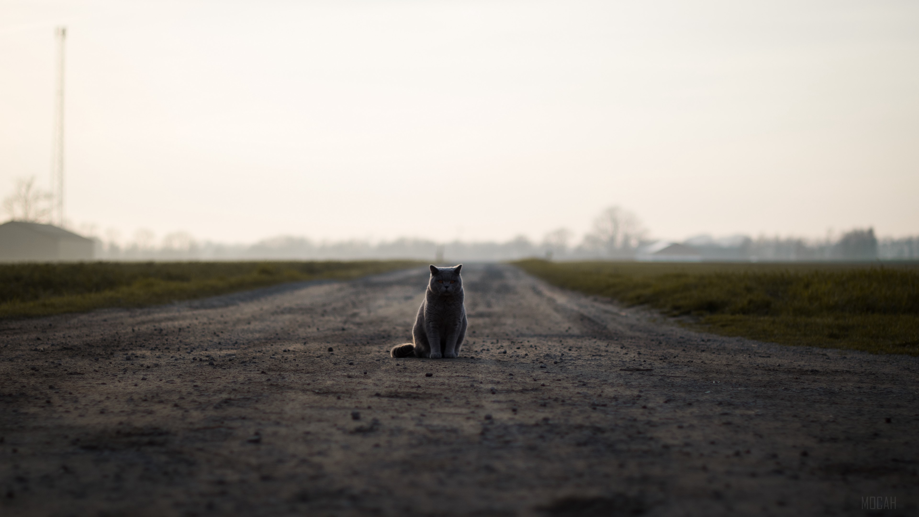 British cat sits on a dirt road HD Wallpaper