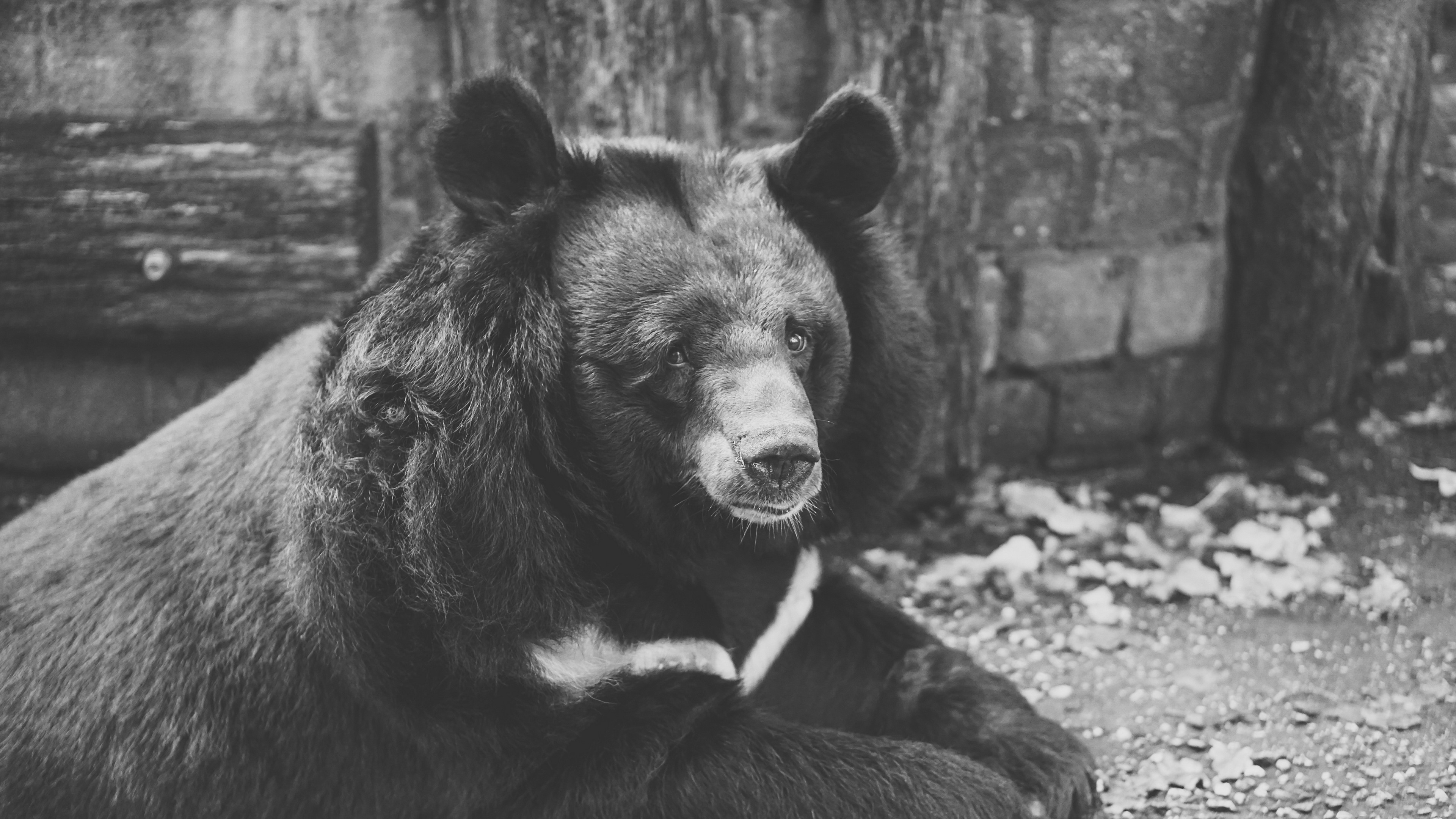 Black bear with white marking on chest HD Wallpaper