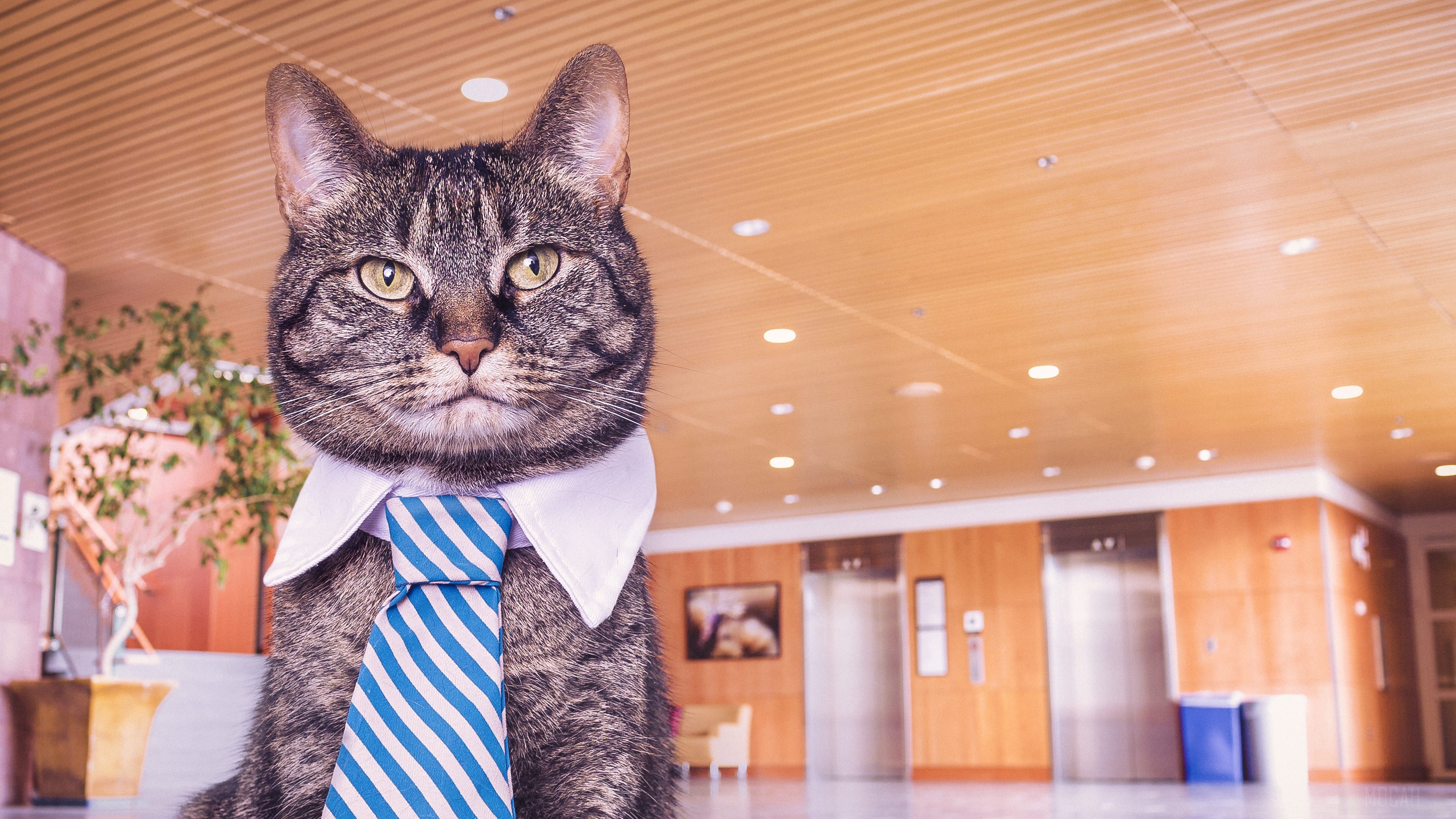 Cat wearing a tie in an office lobby HD Wallpaper