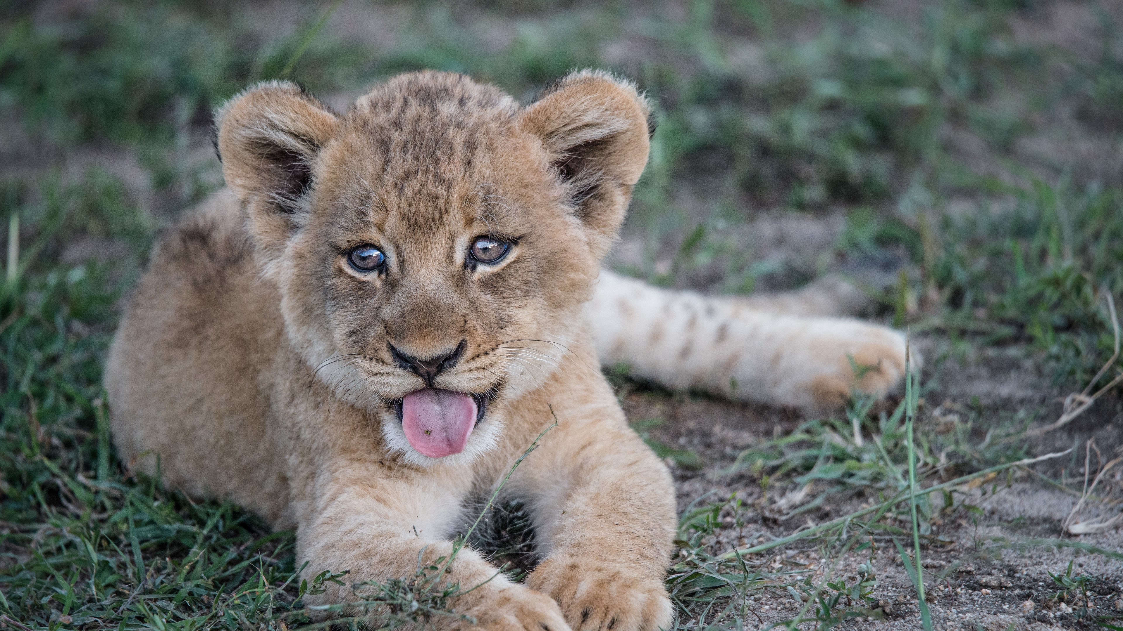 Lion cub with tongue sticking out HD Wallpaper