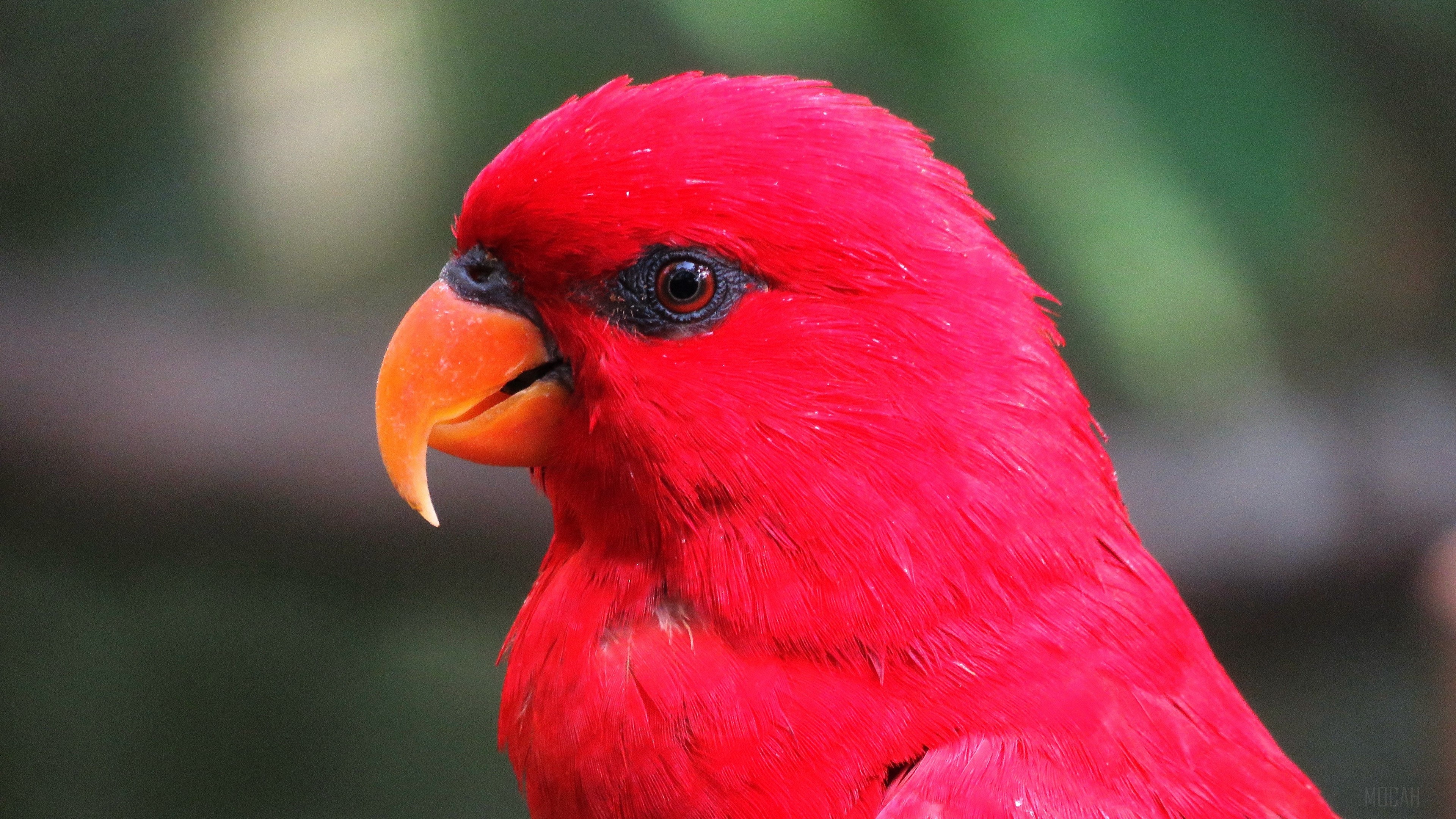 Close-up of a bright red parrot with an orange beak HD Wallpaper