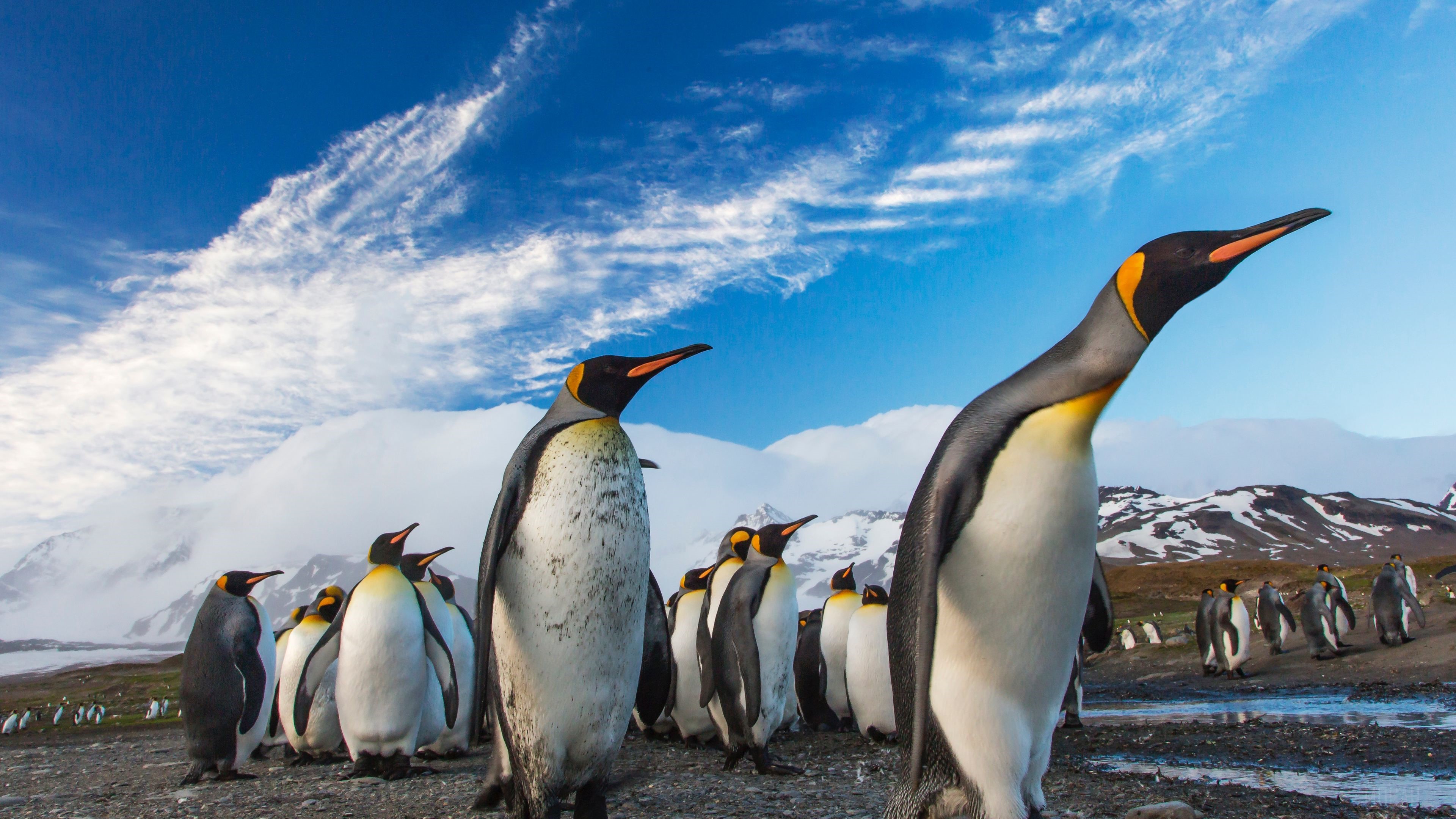 Penguins Following Leader in Natural Habitat 4k HD Wallpaper