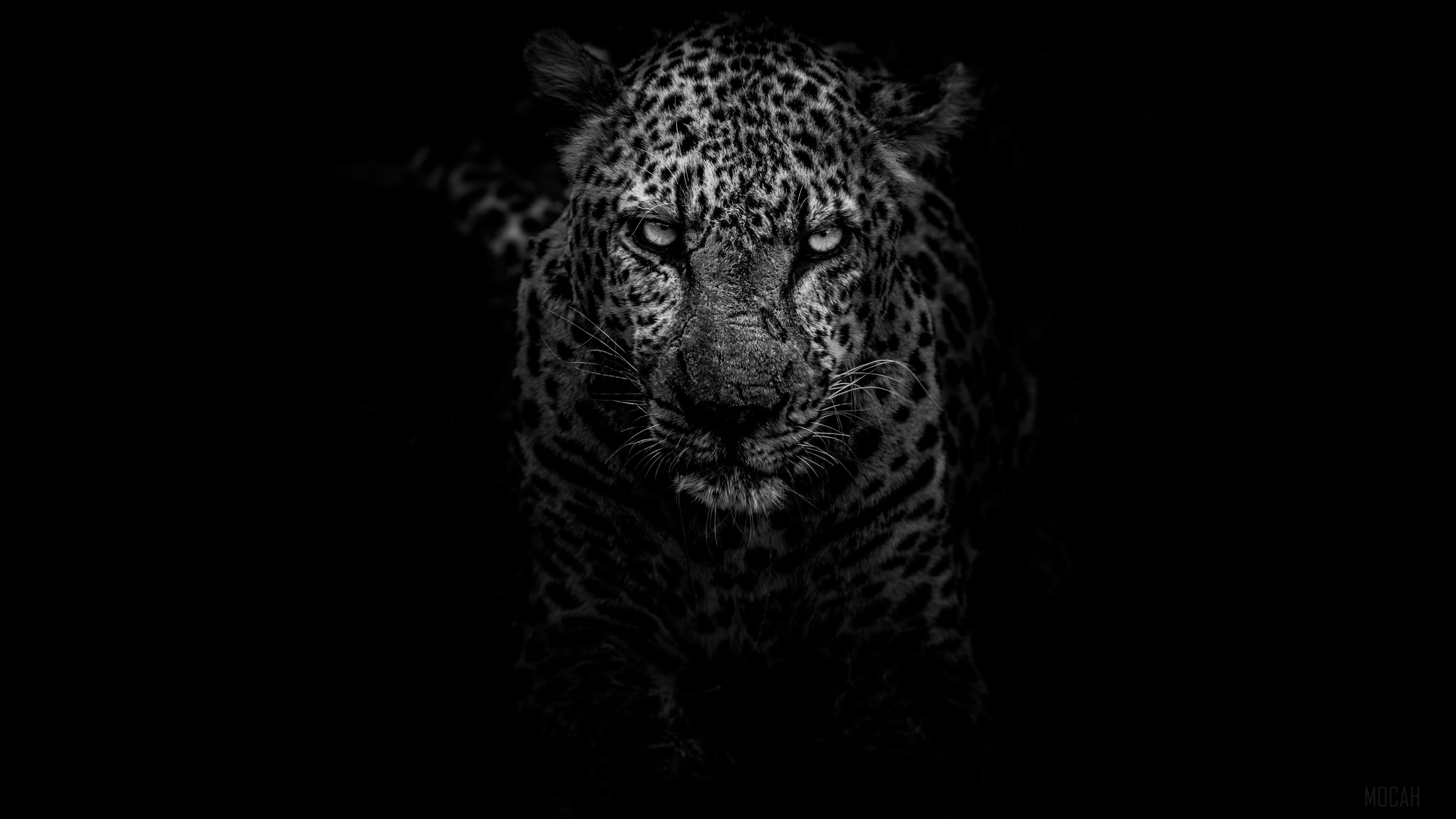 Leopard in Monochrome 4K HD Wallpaper