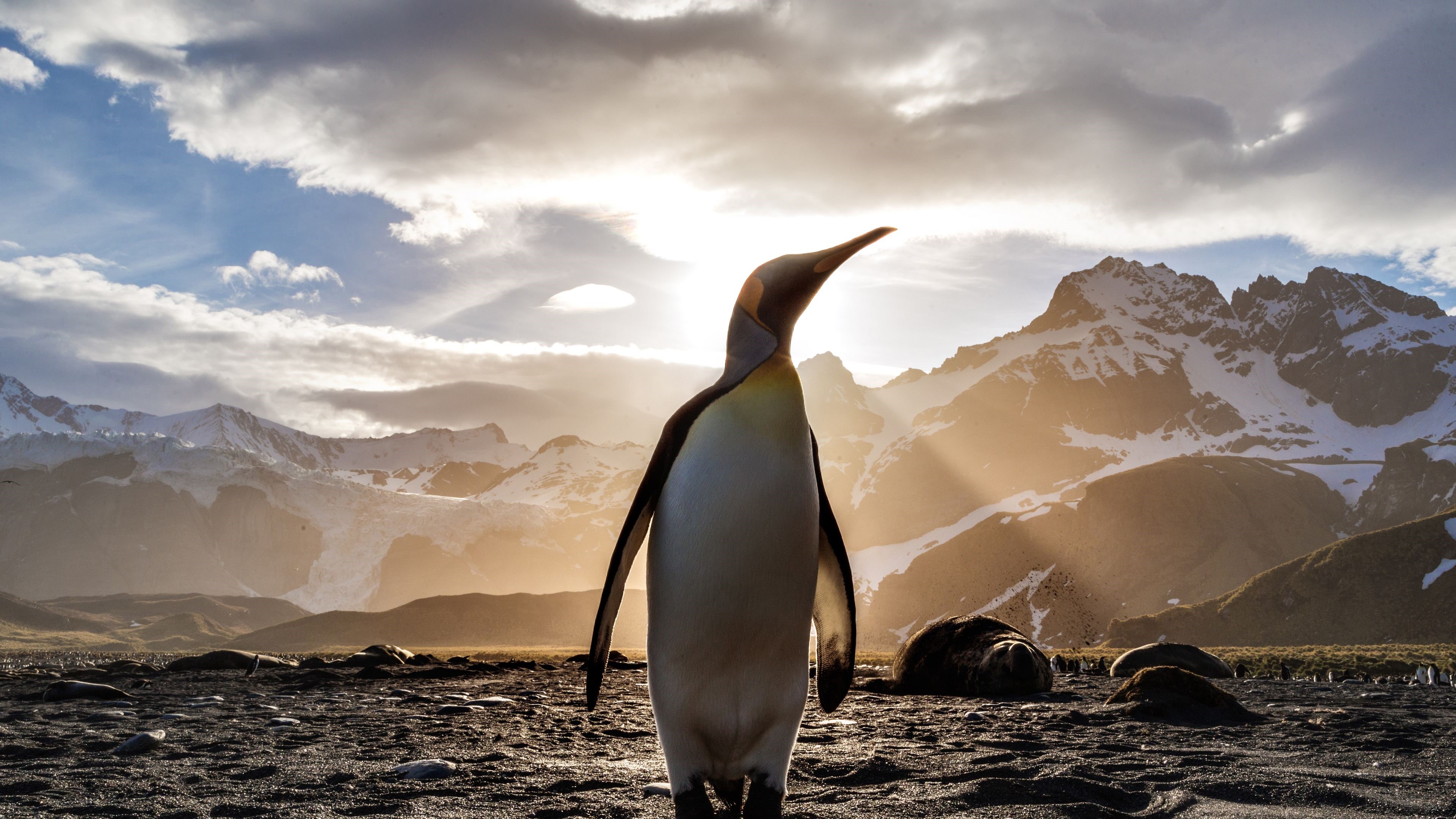 Penguin in front of mountains 4K HD Wallpaper