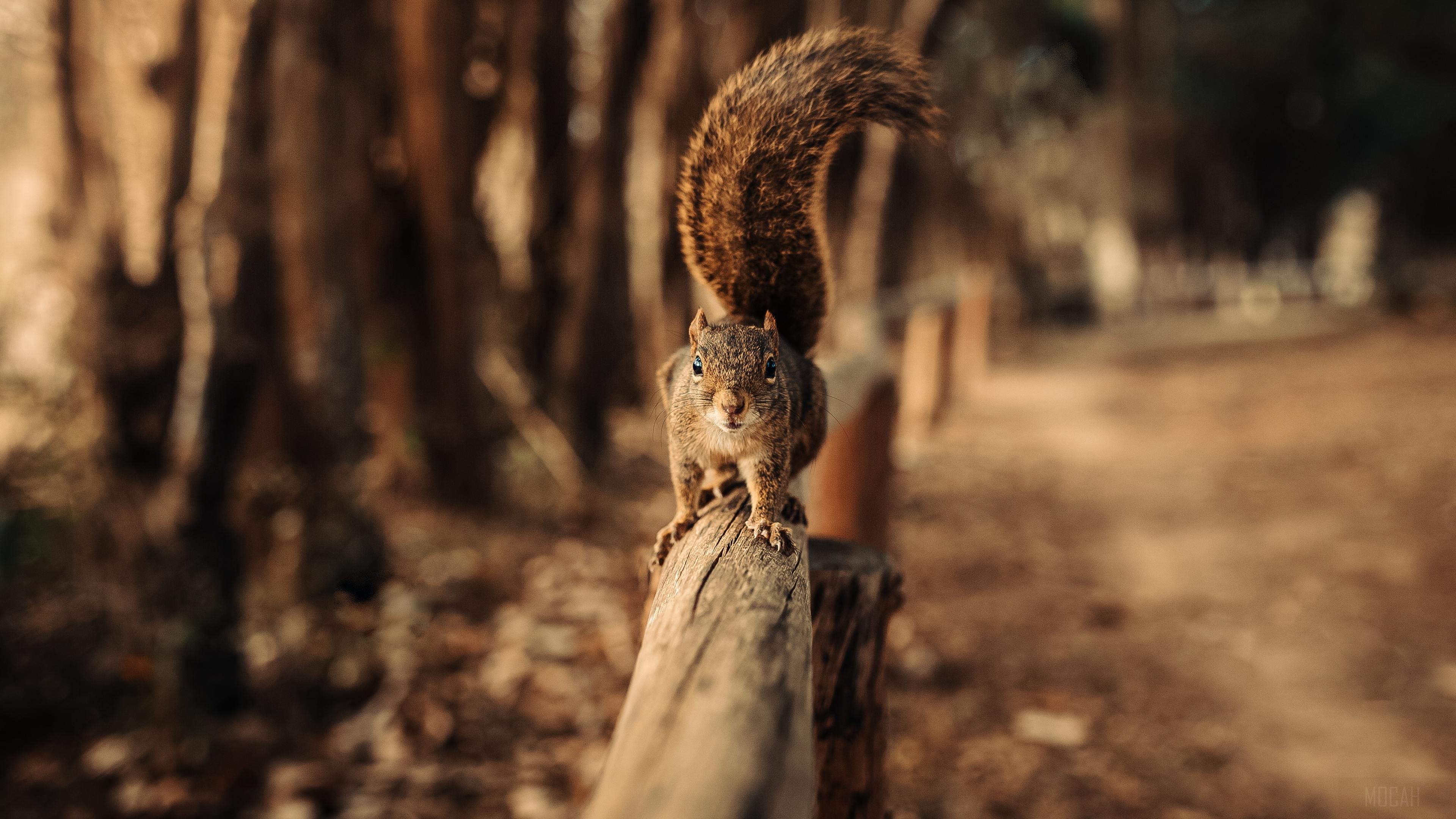 Squirrel on a wooden fence in a forest HD Wallpaper