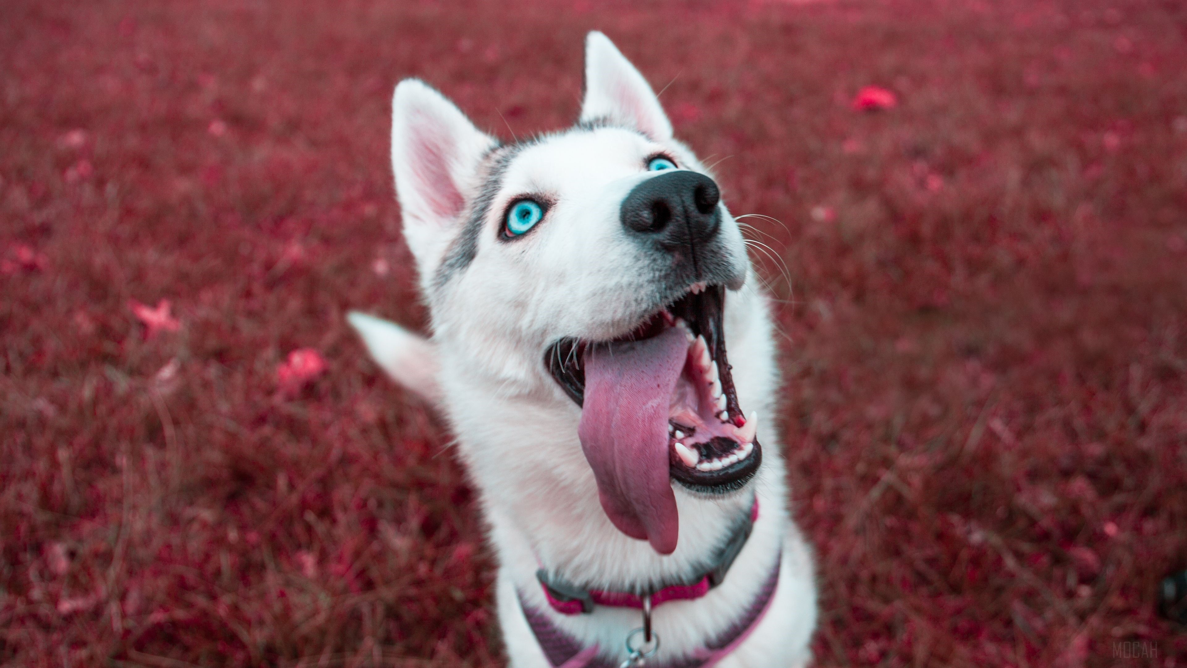 Siberian Husky HD Wallpaper