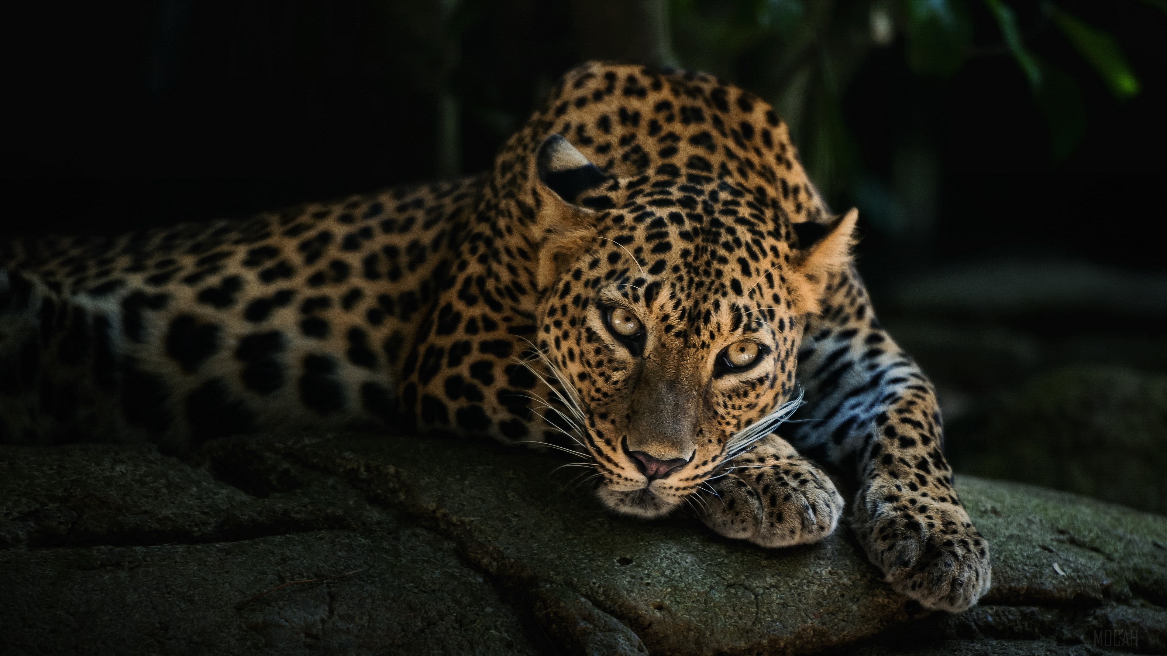 4K Close-Up of a Resting Leopard HD Wallpaper