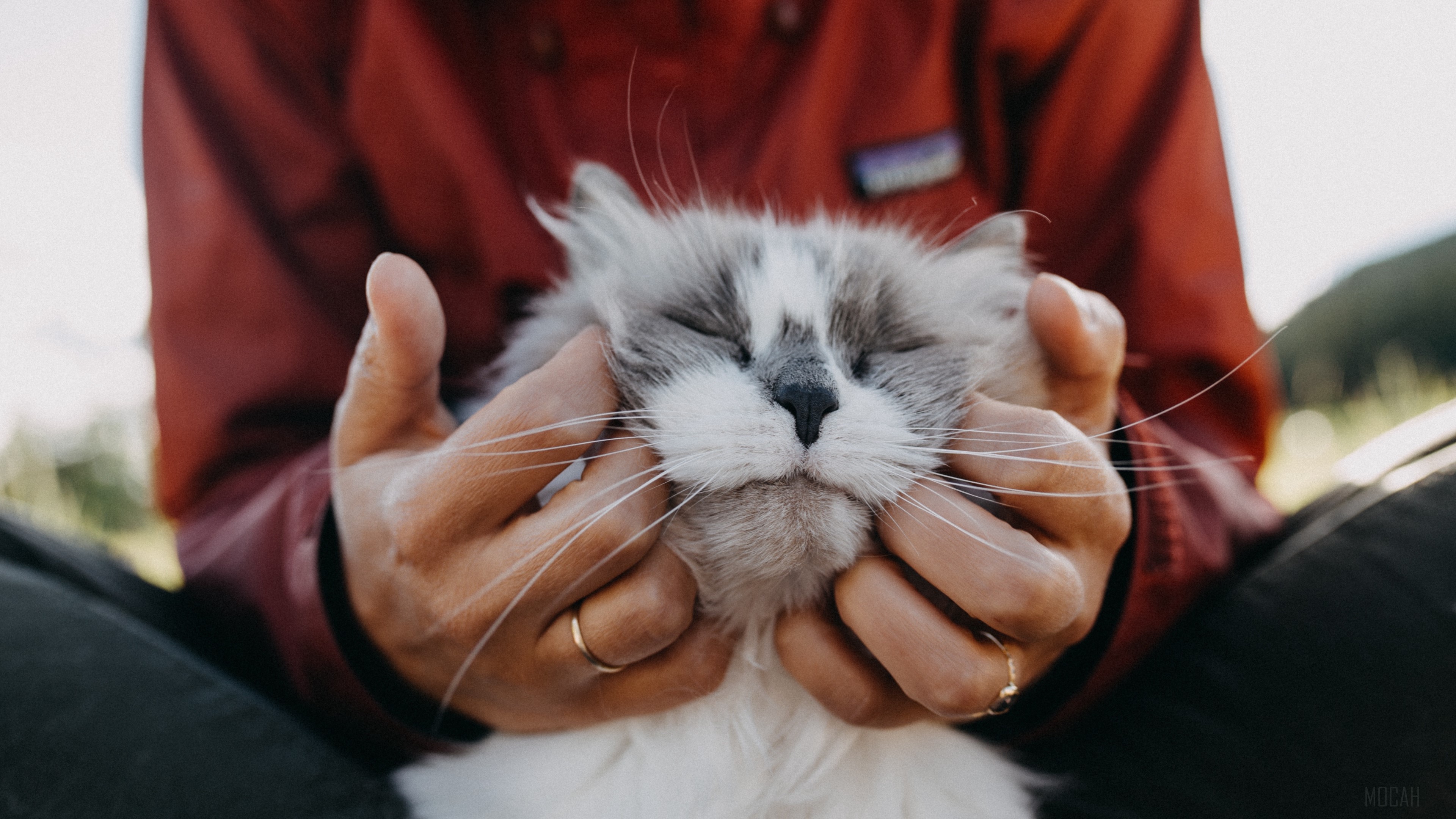 Fluffy cat being held by hands, 4K HD Wallpaper