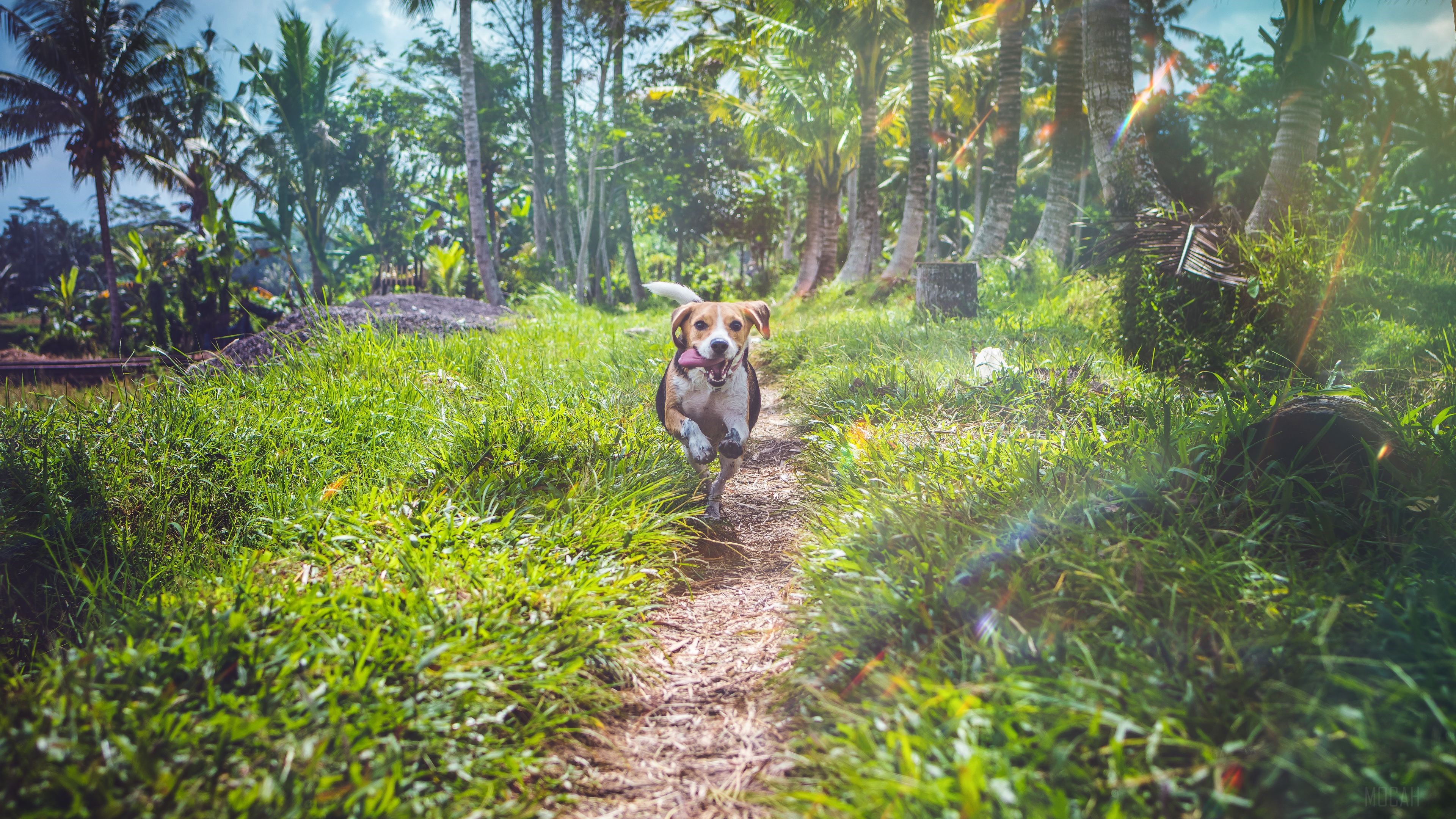 Beagle dog running on a path in a tropical forest HD Wallpaper