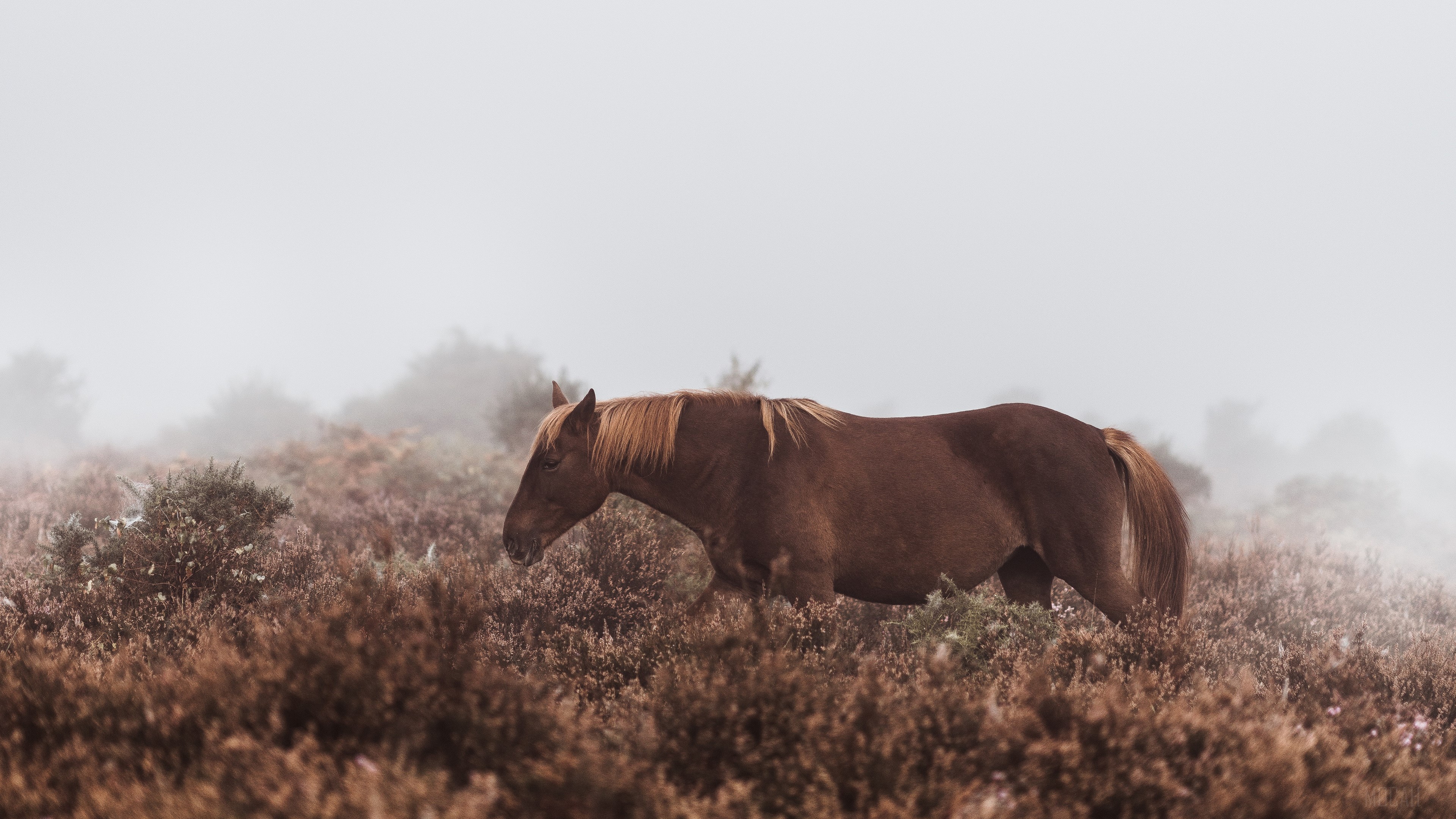 Brown horse in a misty field HD Wallpaper