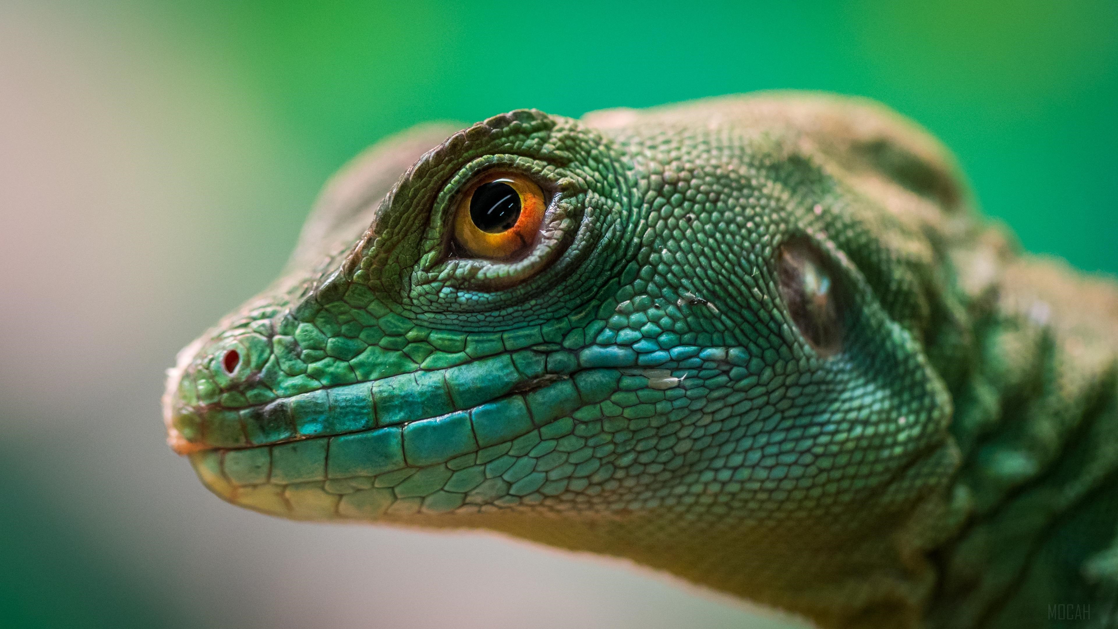 Green Lizard Reptile Macro HD Wallpaper